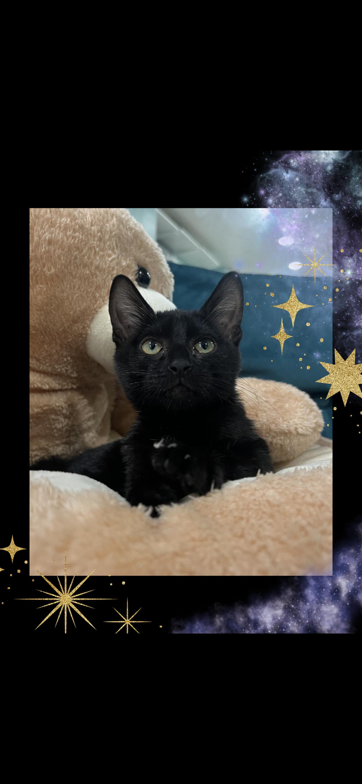 Enlarge Rao, a Adopted Domestic Short Hair in Wellesley, MA image 5/6