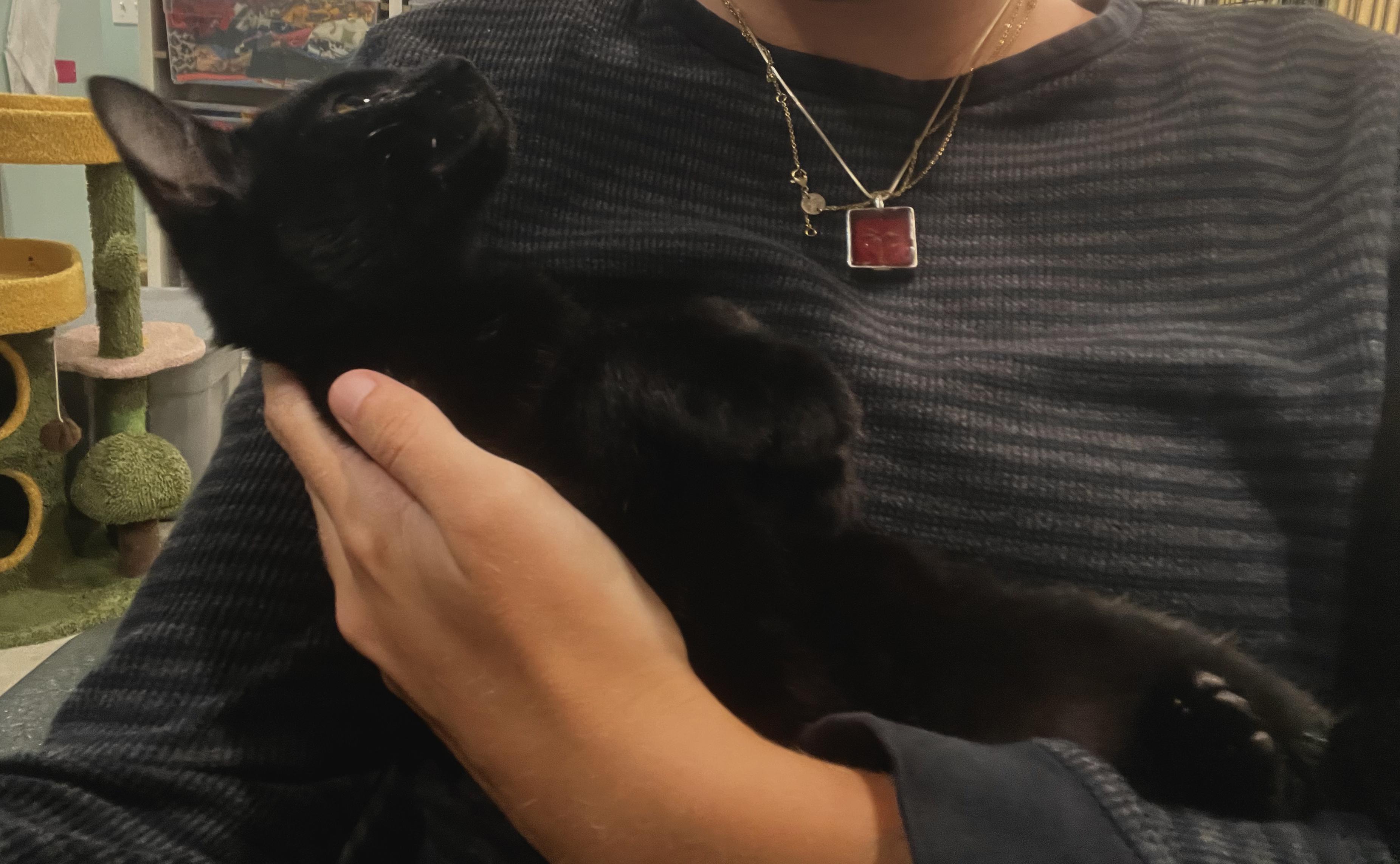 Enlarge Rao, a Adopted Domestic Short Hair in Wellesley, MA image 3/6