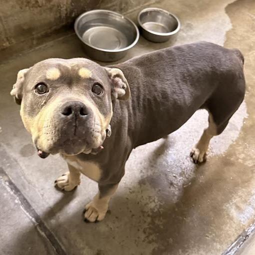 26-242, Adoptable, Puppy Female Pit Bull Terrier.