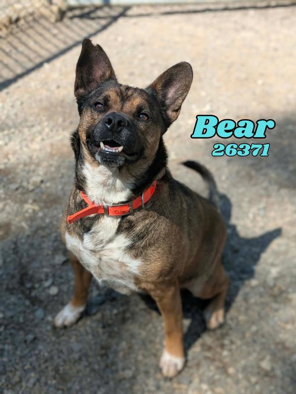 Bear, Adoptable, Adult Male Australian Cattle Dog / Blue Heeler & Australian Cattle Dog / Blue Heeler.
