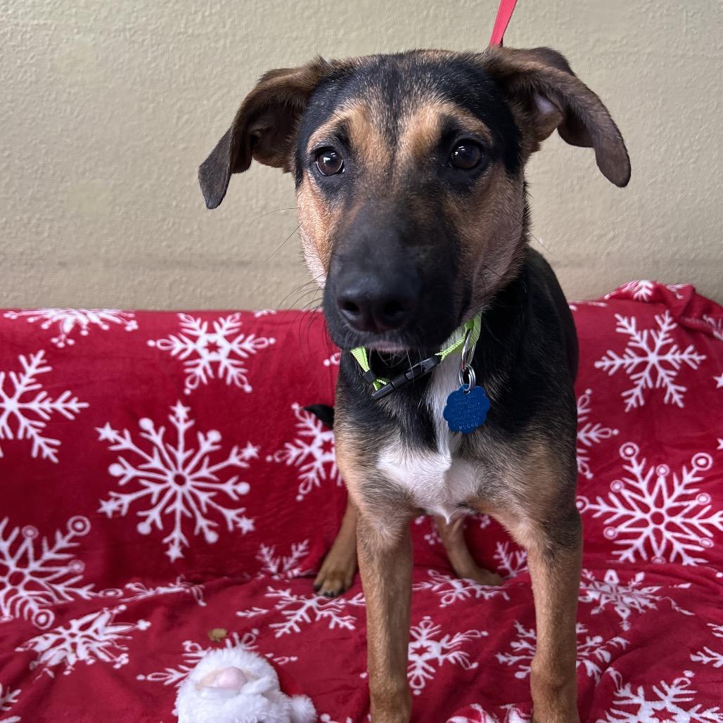 Enlarge Kris, a Adoptable mixed breed in Springfield, MO image 1/5