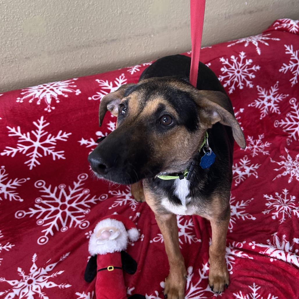 Enlarge Kris, a Adoptable mixed breed in Springfield, MO image 2/5