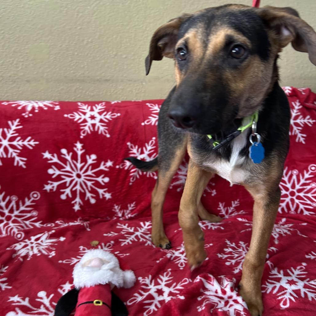 Enlarge Kris, a Adoptable mixed breed in Springfield, MO image 3/5