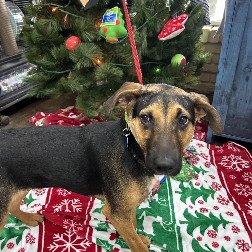 Enlarge Kris, a Adoptable mixed breed in Springfield, MO image 5/5