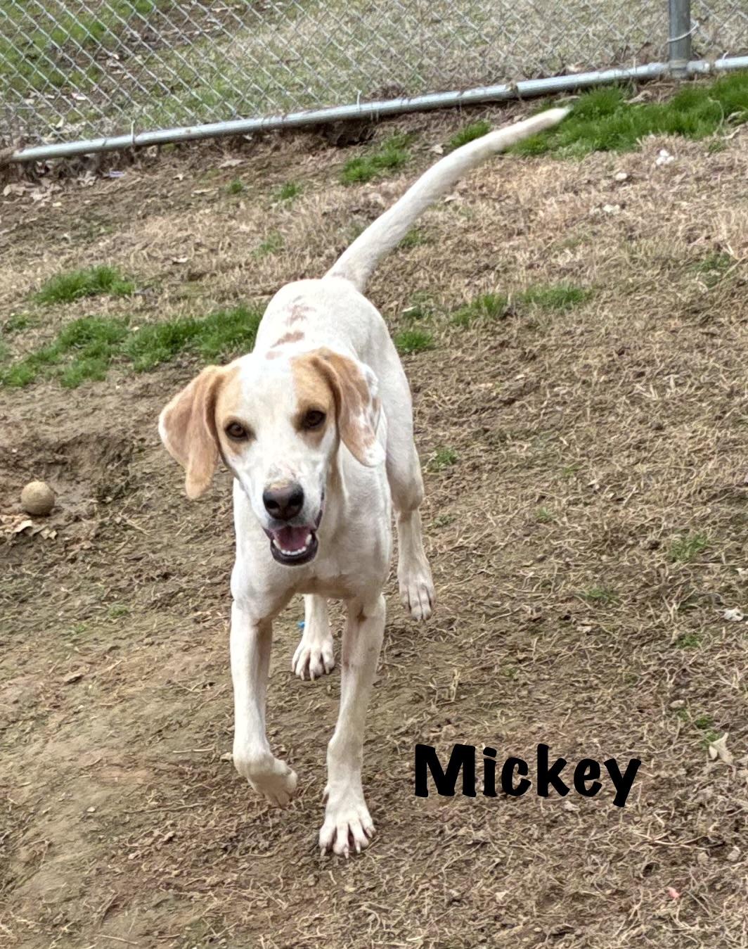 Enlarge Mickey , an adopted Hound in Senatobia, MS image 3/5