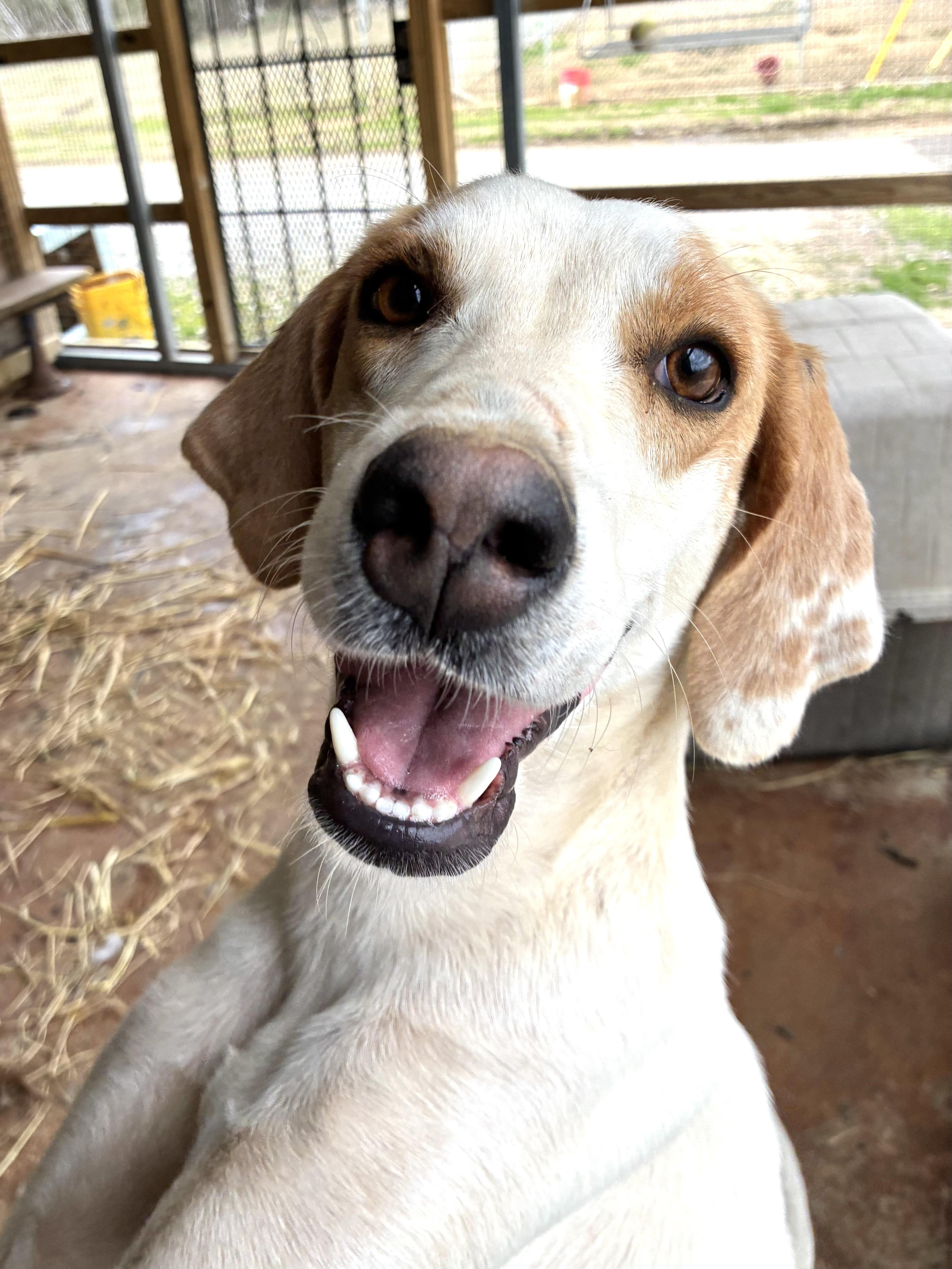 Enlarge Mickey , an adopted Hound in Senatobia, MS image 2/5
