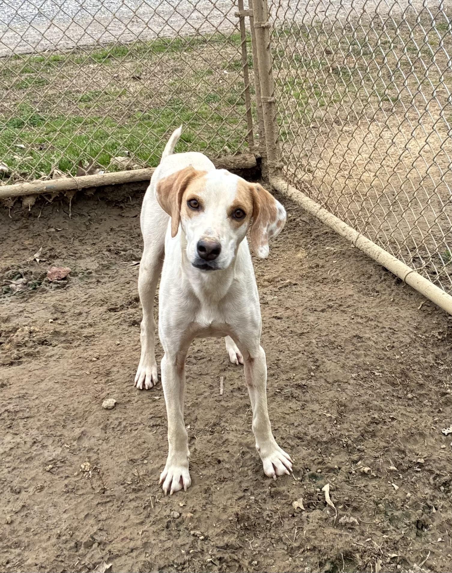 Mickey , adopted, Adult Male Hound.