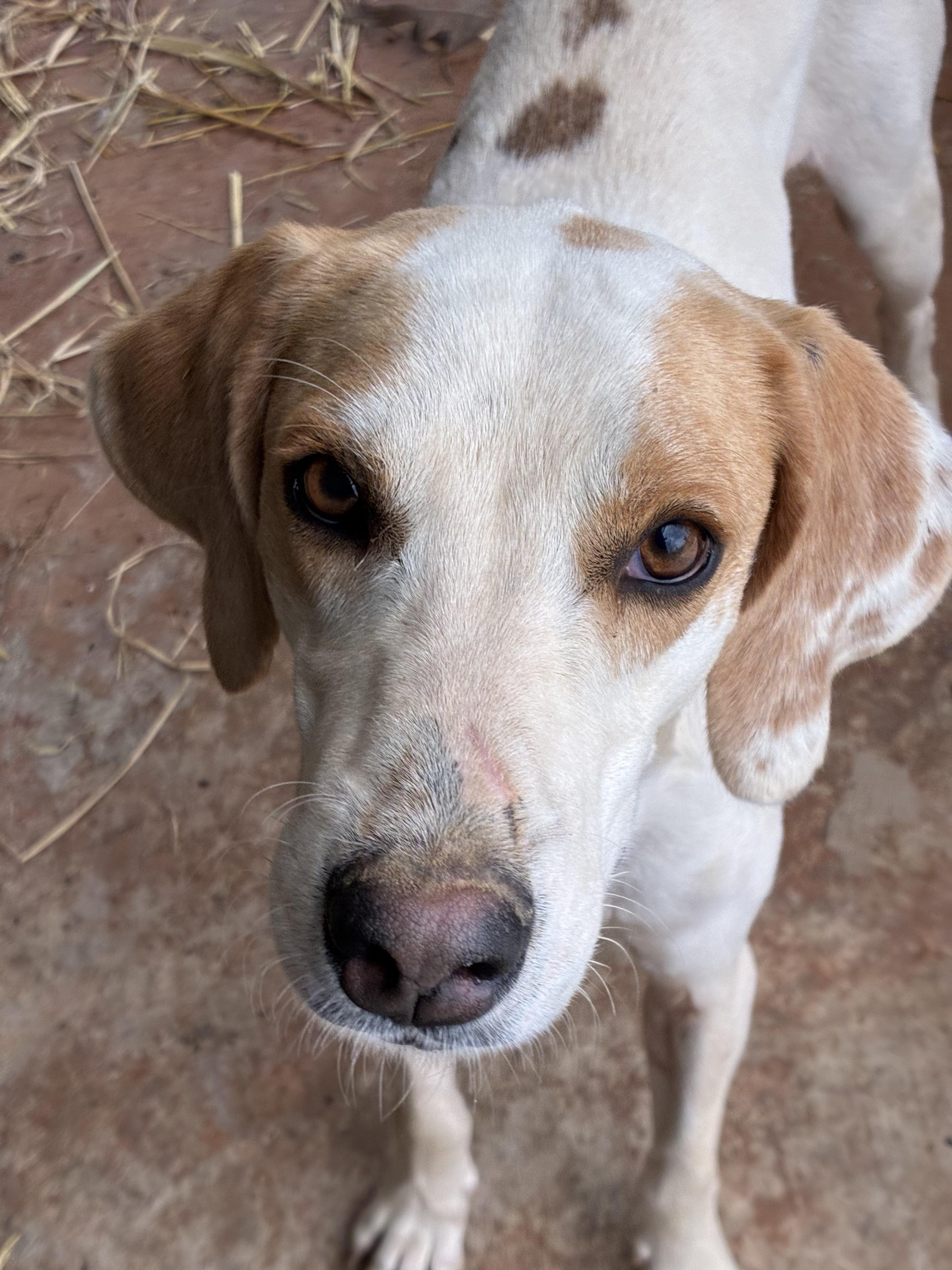 Enlarge Mickey , an adopted Hound in Senatobia, MS image 4/5
