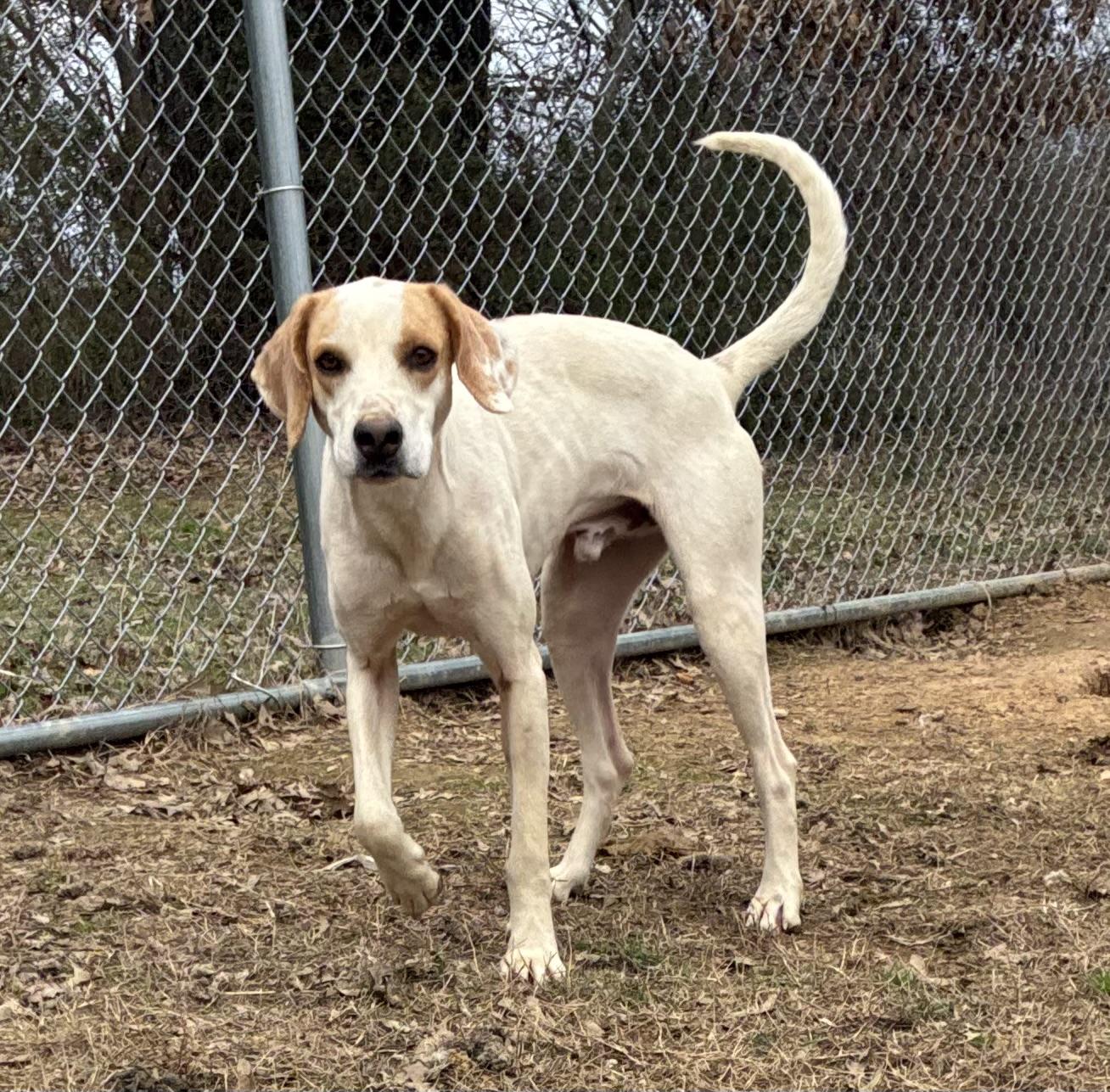 Enlarge Mickey , an adopted Hound in Senatobia, MS image 5/5