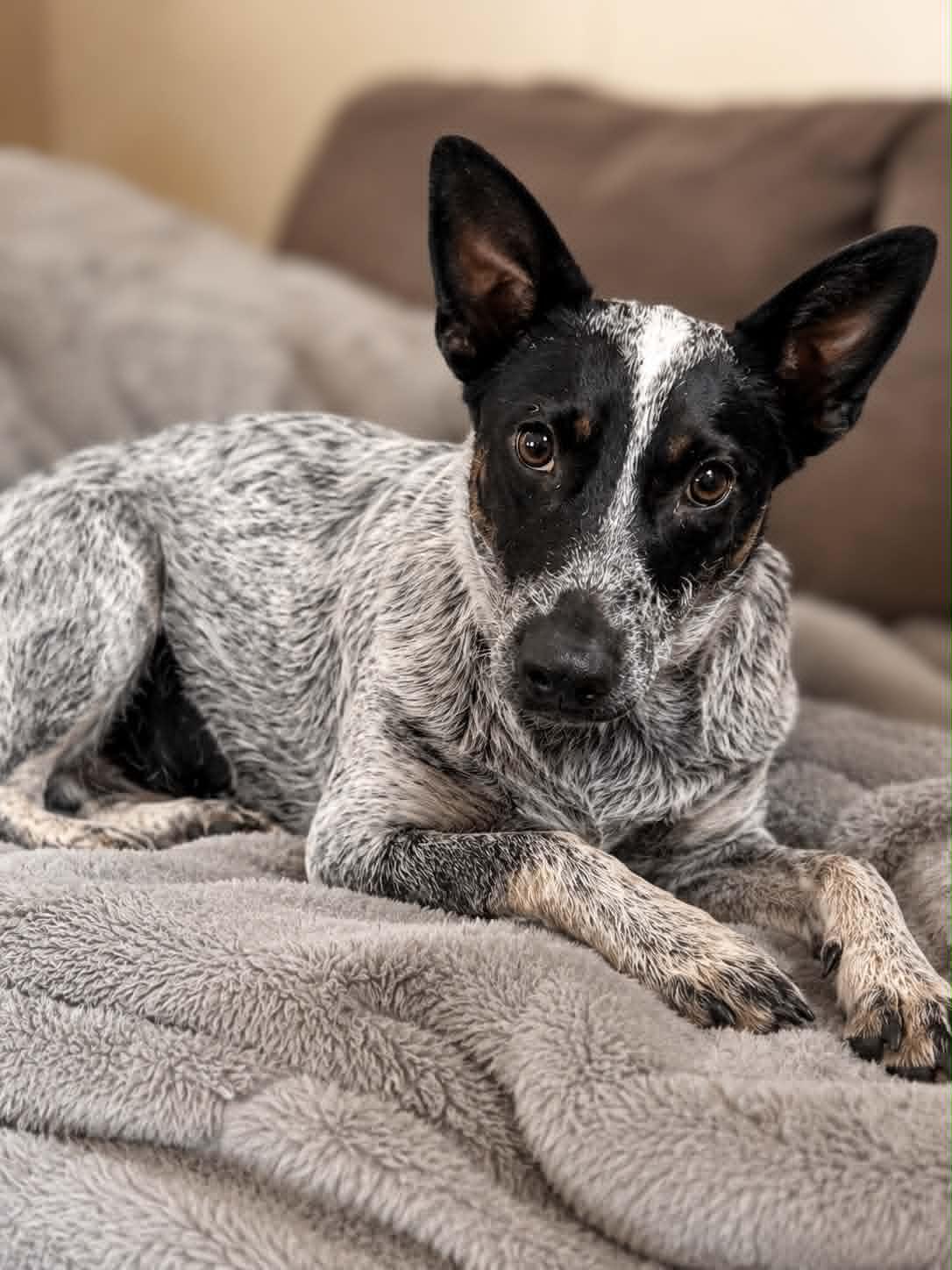 Enlarge Bluie, a Adoptable Australian Cattle Dog / Blue Heeler in Yucaipa, CA image 1/1