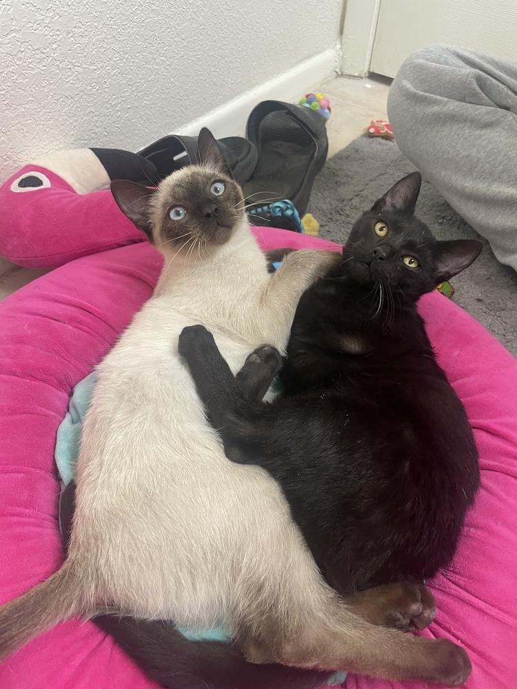 Stanley (bonded with Sabrina), Adoptable, Young Male Domestic Short Hair.