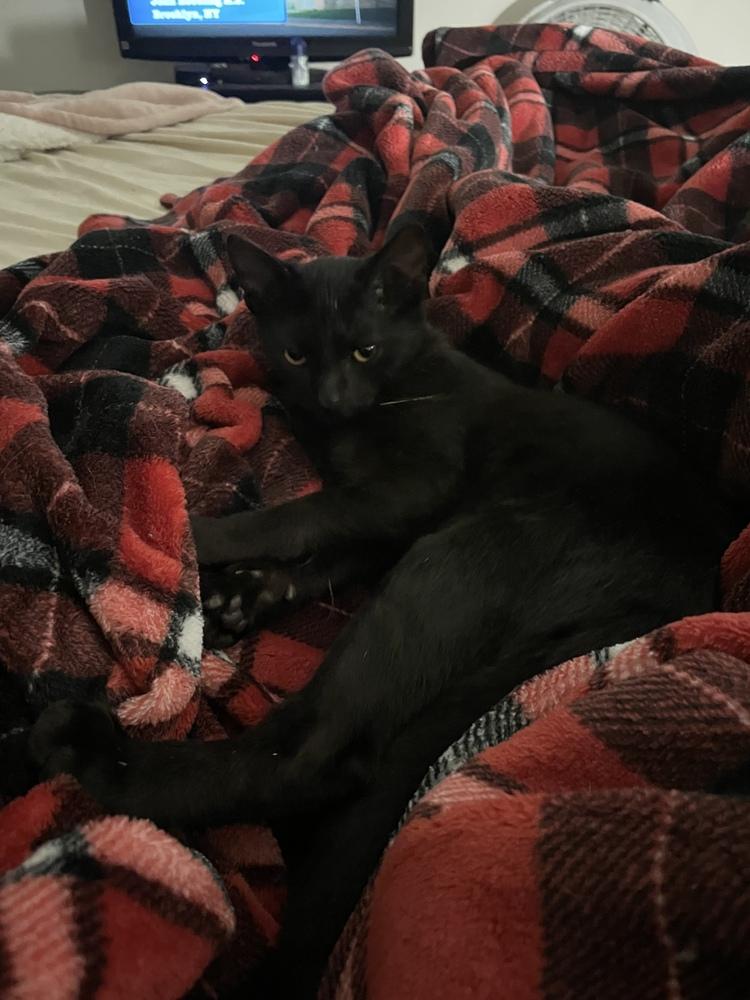 Enlarge Stanley (bonded with Sabrina), a Adoptable mixed breed in Brandon, FL image 2/6