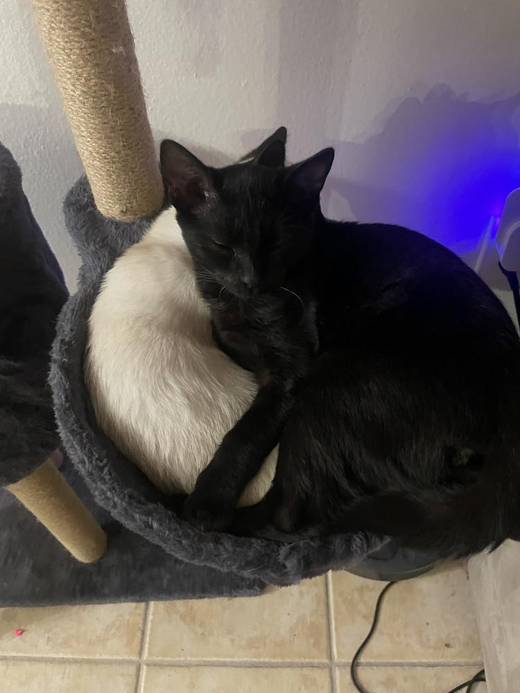 Enlarge Stanley (bonded with Sabrina), a Adoptable mixed breed in Brandon, FL image 4/6