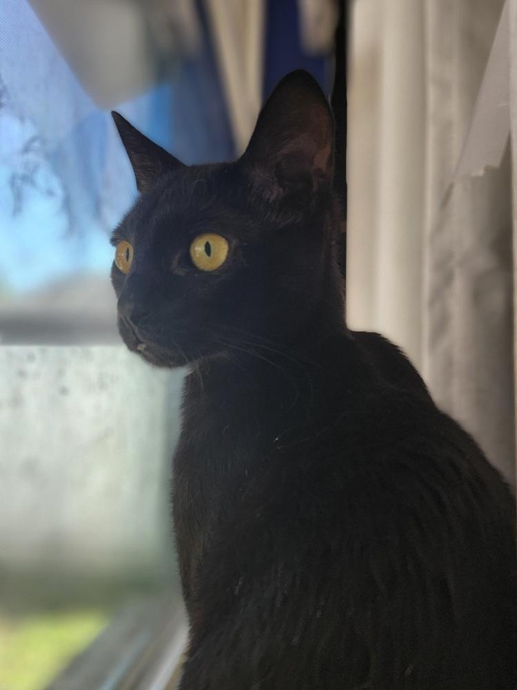 Enlarge Stanley (bonded with Sabrina), a Adoptable mixed breed in Brandon, FL image 5/6