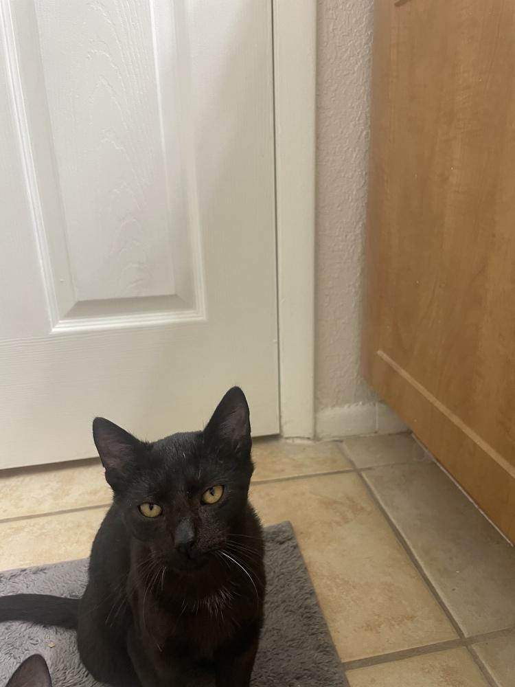 Enlarge Stanley (bonded with Sabrina), a Adoptable mixed breed in Brandon, FL image 6/6