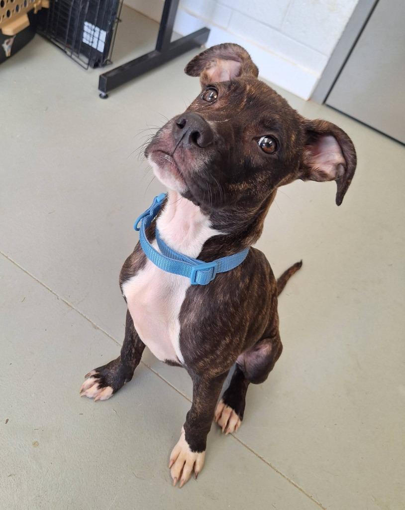 Zuma, Adoptable, Puppy Male Boxer & Staffordshire Bull Terrier.