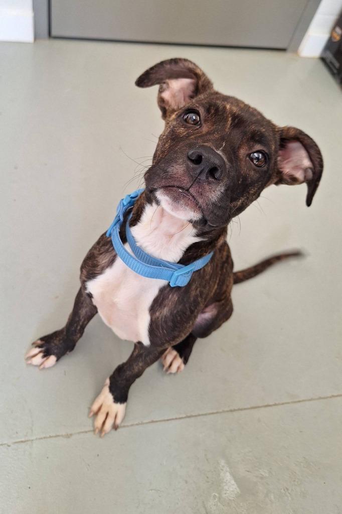 Zuma, a Adoptable mixed breed in Noble, OK image 2/3