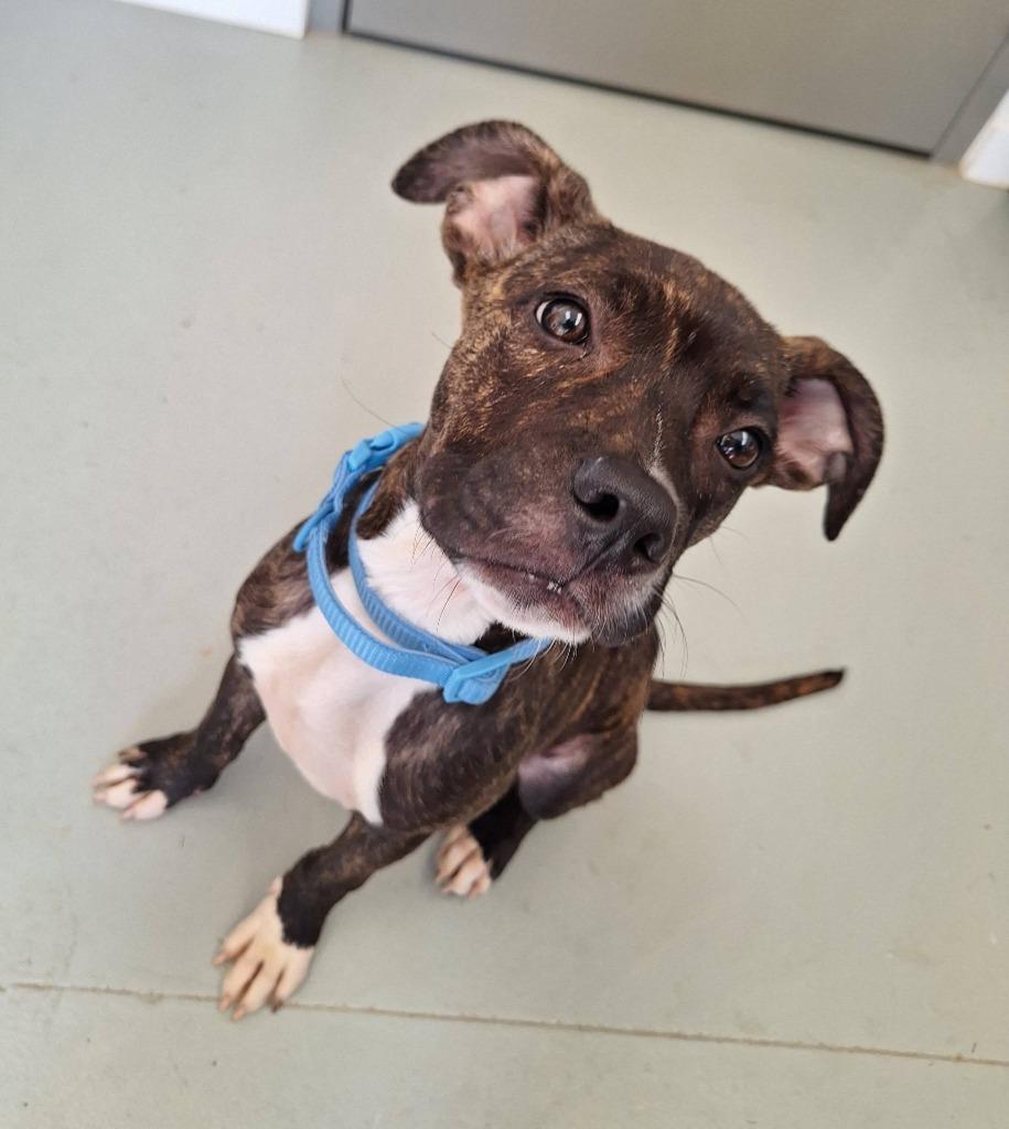 Zuma, a Adoptable mixed breed in Noble, OK image 3/3