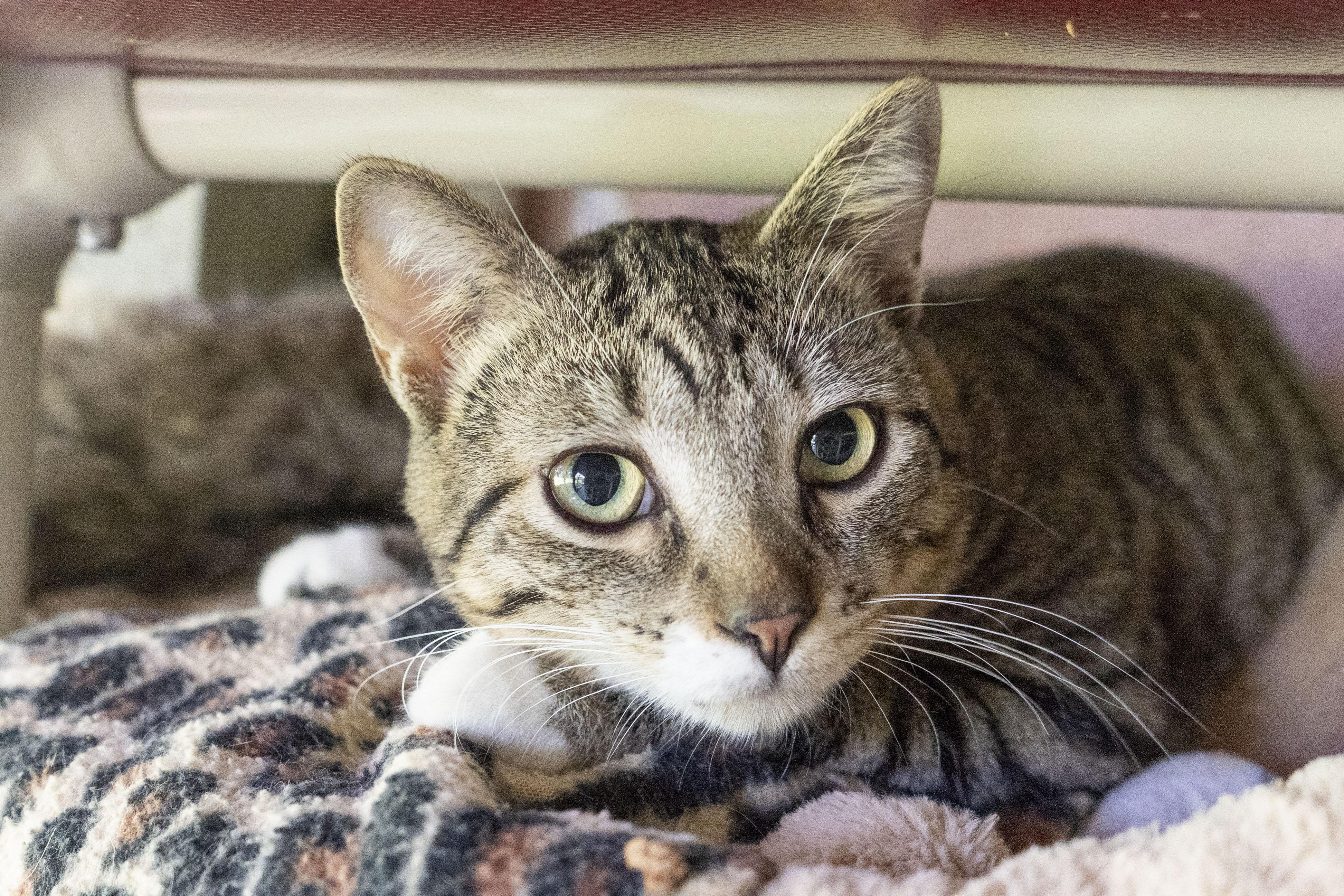 QT, ADOPTABLE, Young Male Domestic Short Hair.