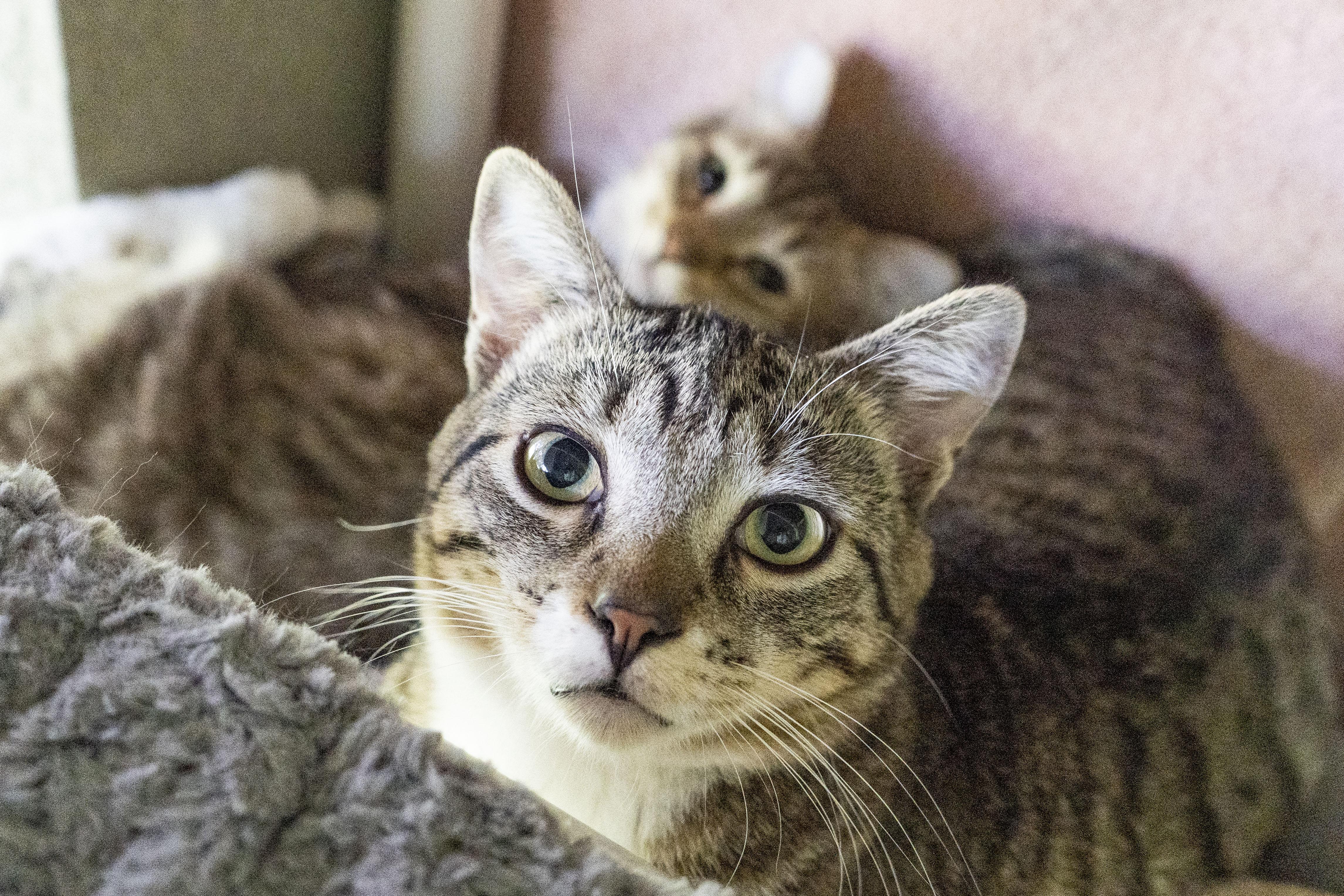 QT, a ADOPTABLE Domestic Short Hair in Boise, ID image 2/4