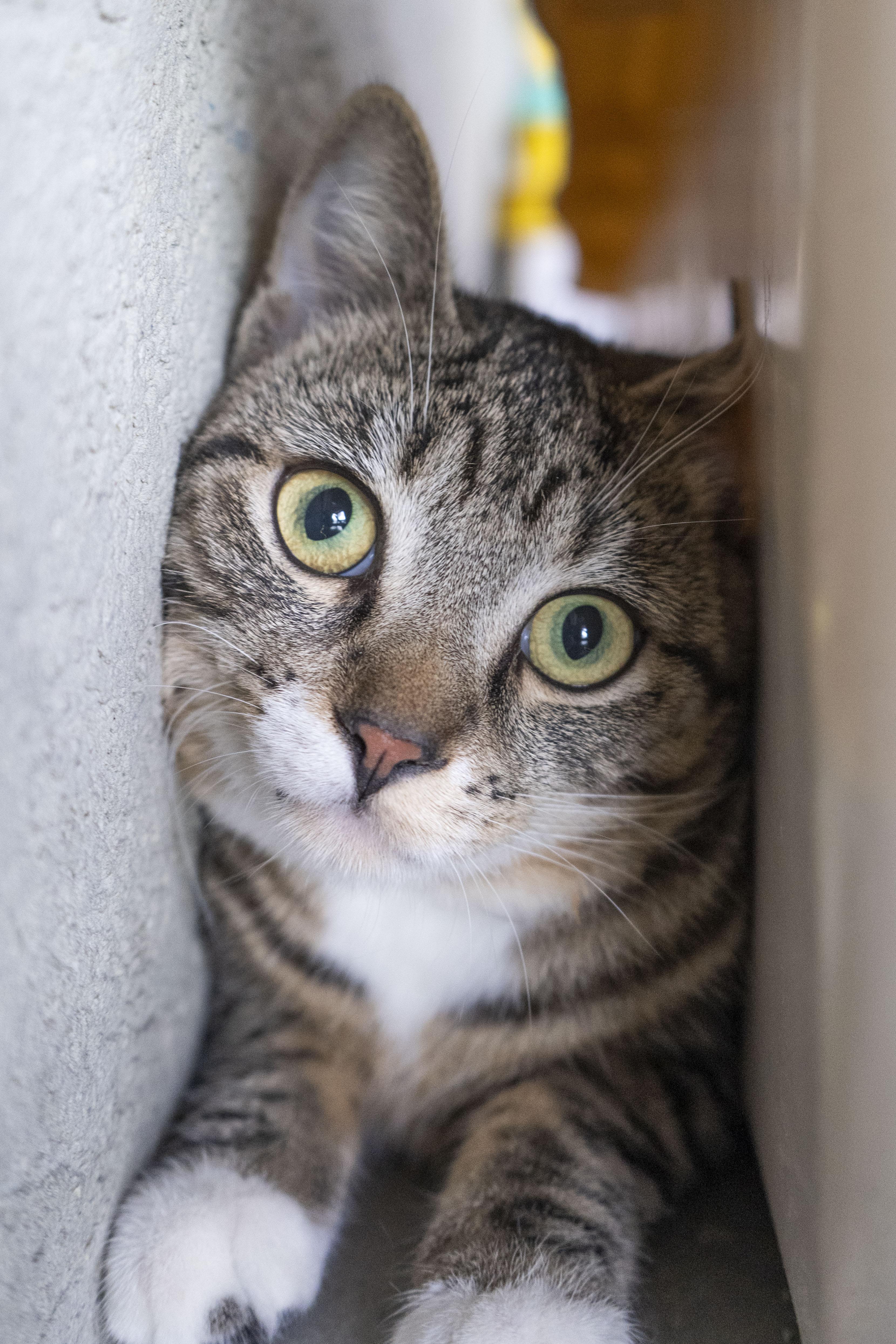 Enlarge QT, a ADOPTABLE Domestic Short Hair in Boise, ID image 2/2