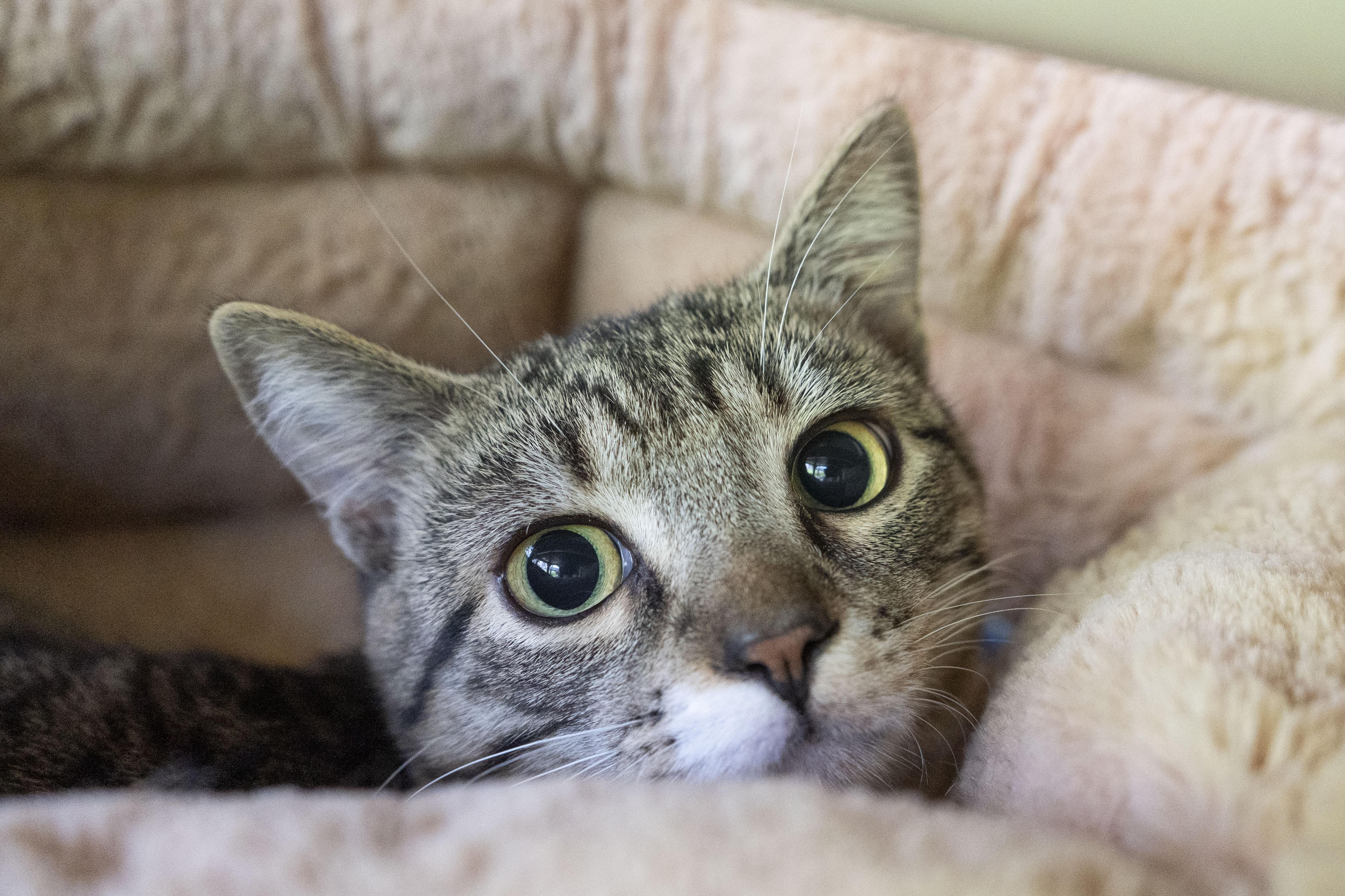 Enlarge QT, a ADOPTABLE Domestic Short Hair in Boise, ID image 1/2