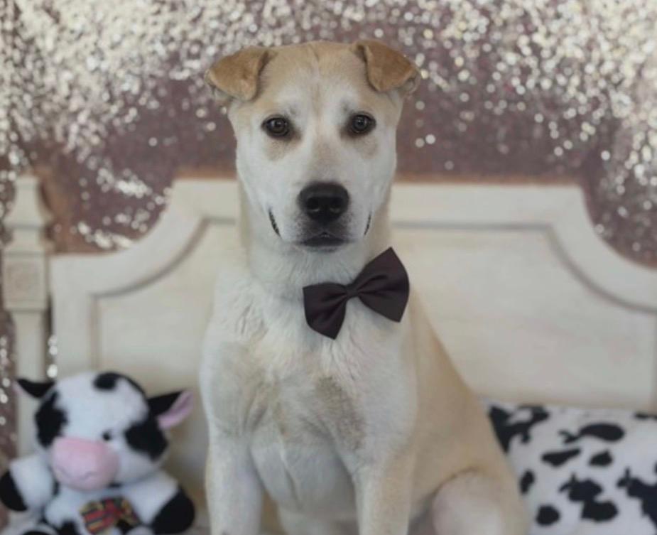 Calvin, a ADOPTABLE mixed breed in Herald, CA image 1/2