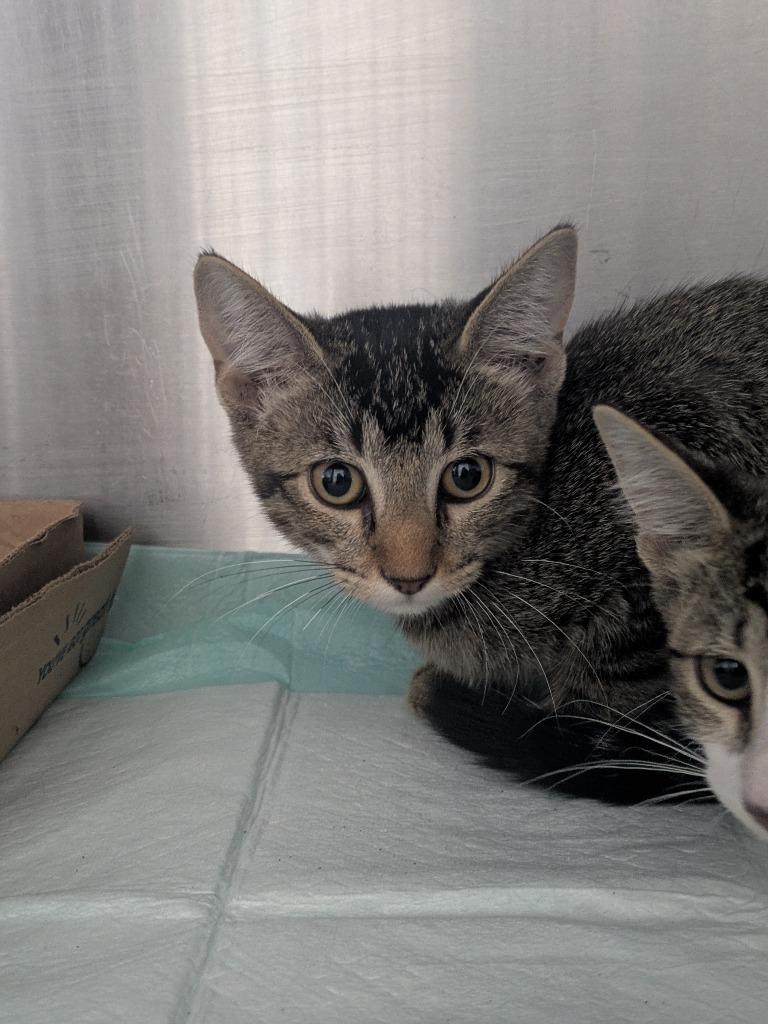 Tia, Adoptable, Kitten Female Domestic Short Hair.