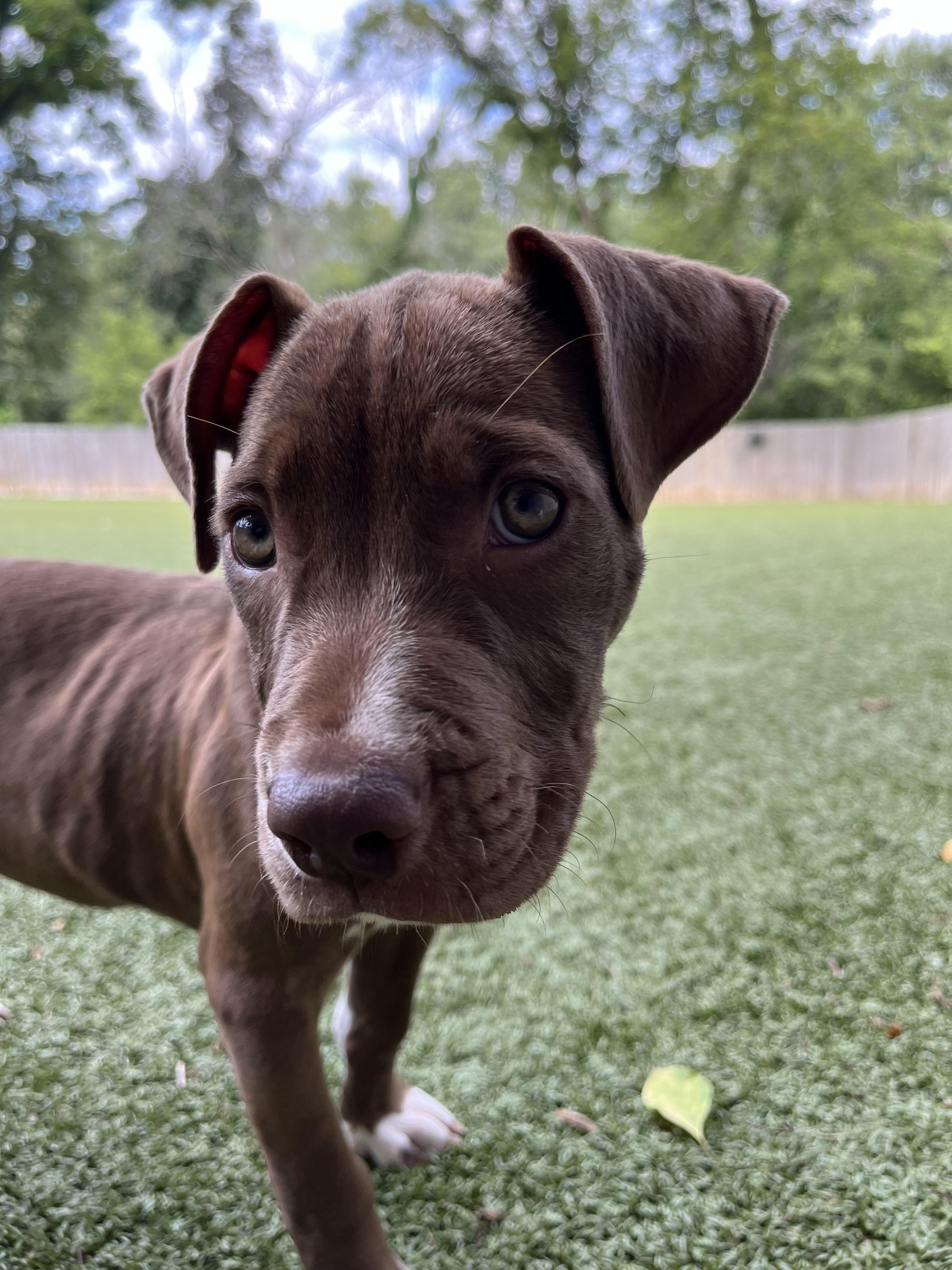 Campari, Adoptable, Puppy Female Pit Bull Terrier.