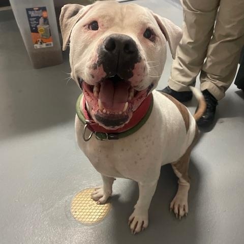 Enlarge Malcolm, a Adoptable American Bully in Ashland, VA image 1/3