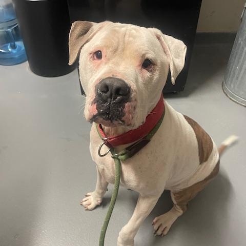 Enlarge Malcolm, a Adoptable American Bully in Ashland, VA image 2/3