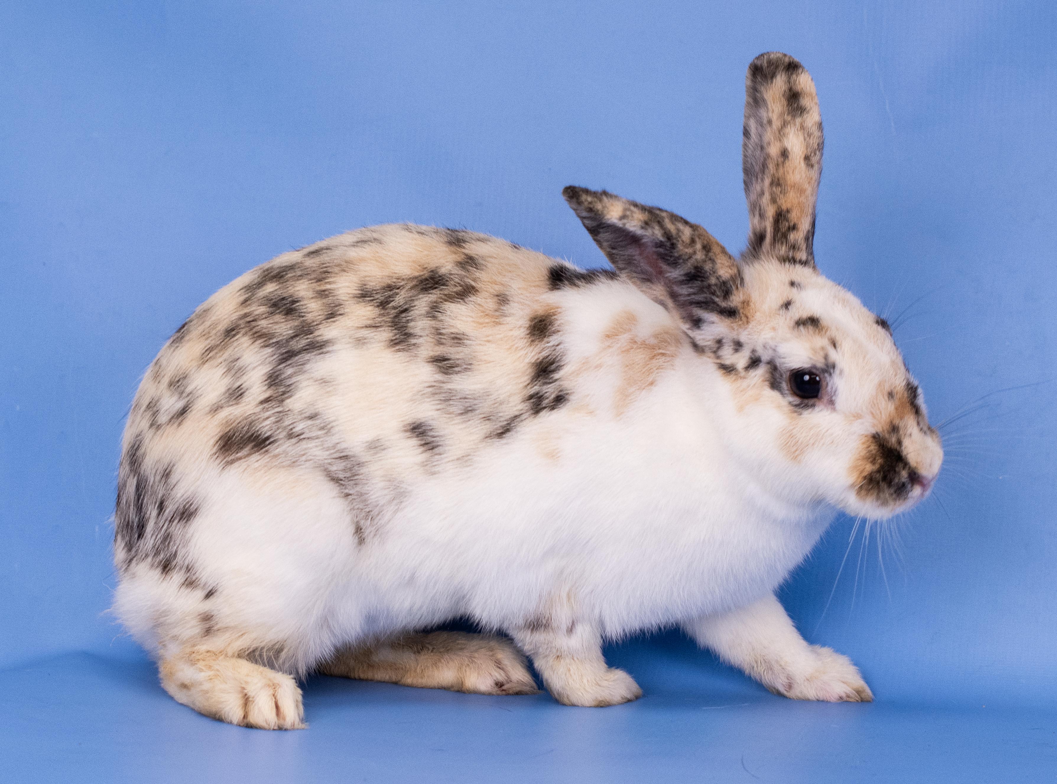 Bunnadette (ID 43048/2034) 2
