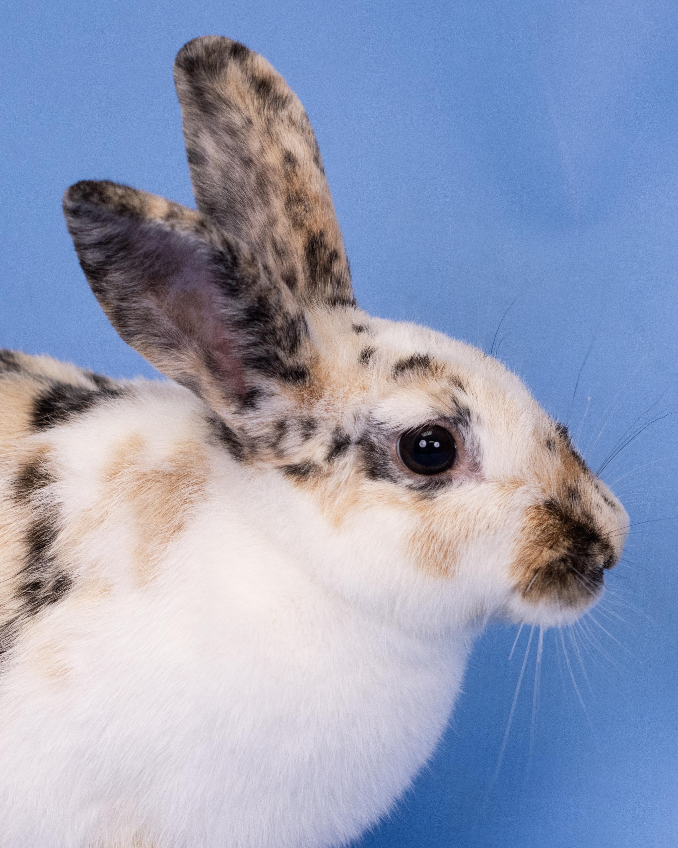 Bunnadette (ID 43048/2034)