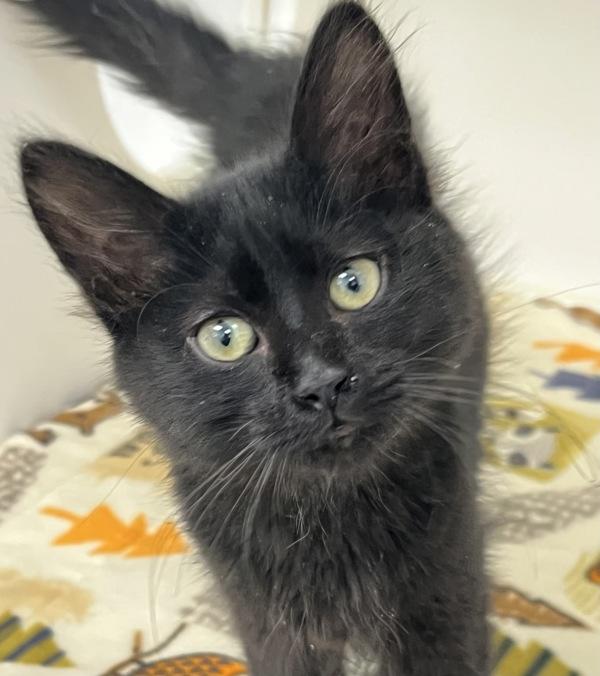 Enlarge Rory, a Adoptable mixed breed in Silverdale, WA image 1/2