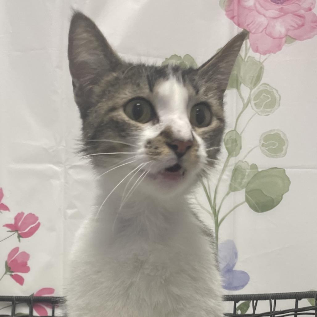 Enlarge Phinny, a Adoptable Domestic Short Hair in Henderson, NV image 1/3