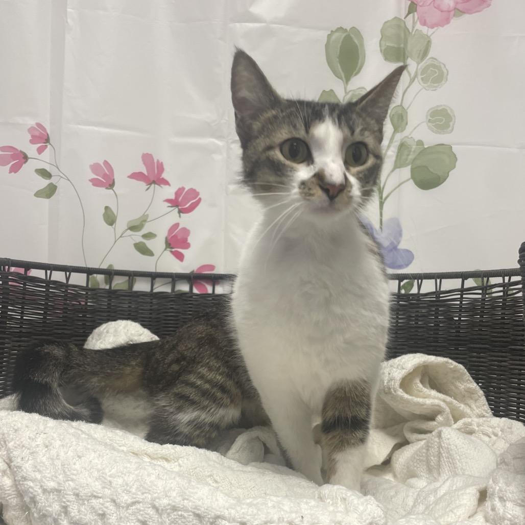 Enlarge Phinny, a Adoptable Domestic Short Hair in Henderson, NV image 2/3