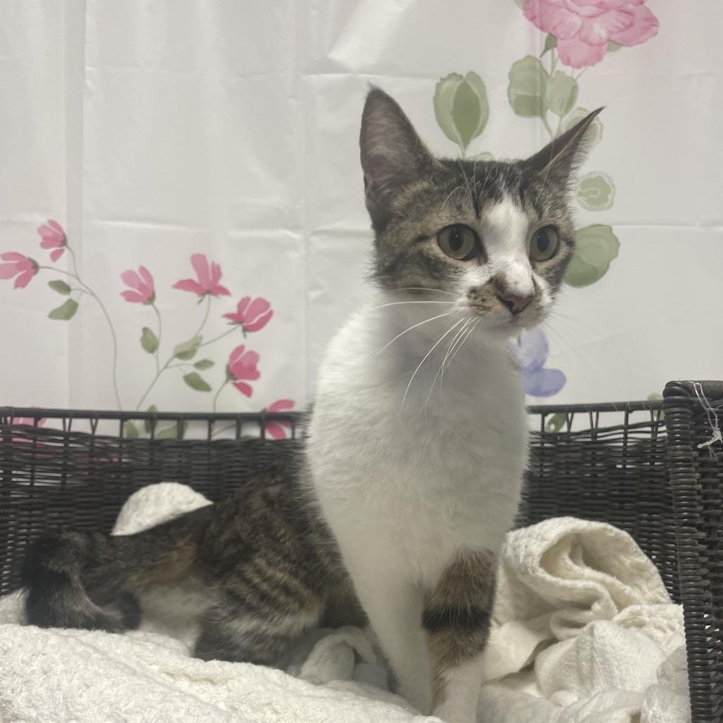 Enlarge Phinny, a Adoptable Domestic Short Hair in Henderson, NV image 3/3