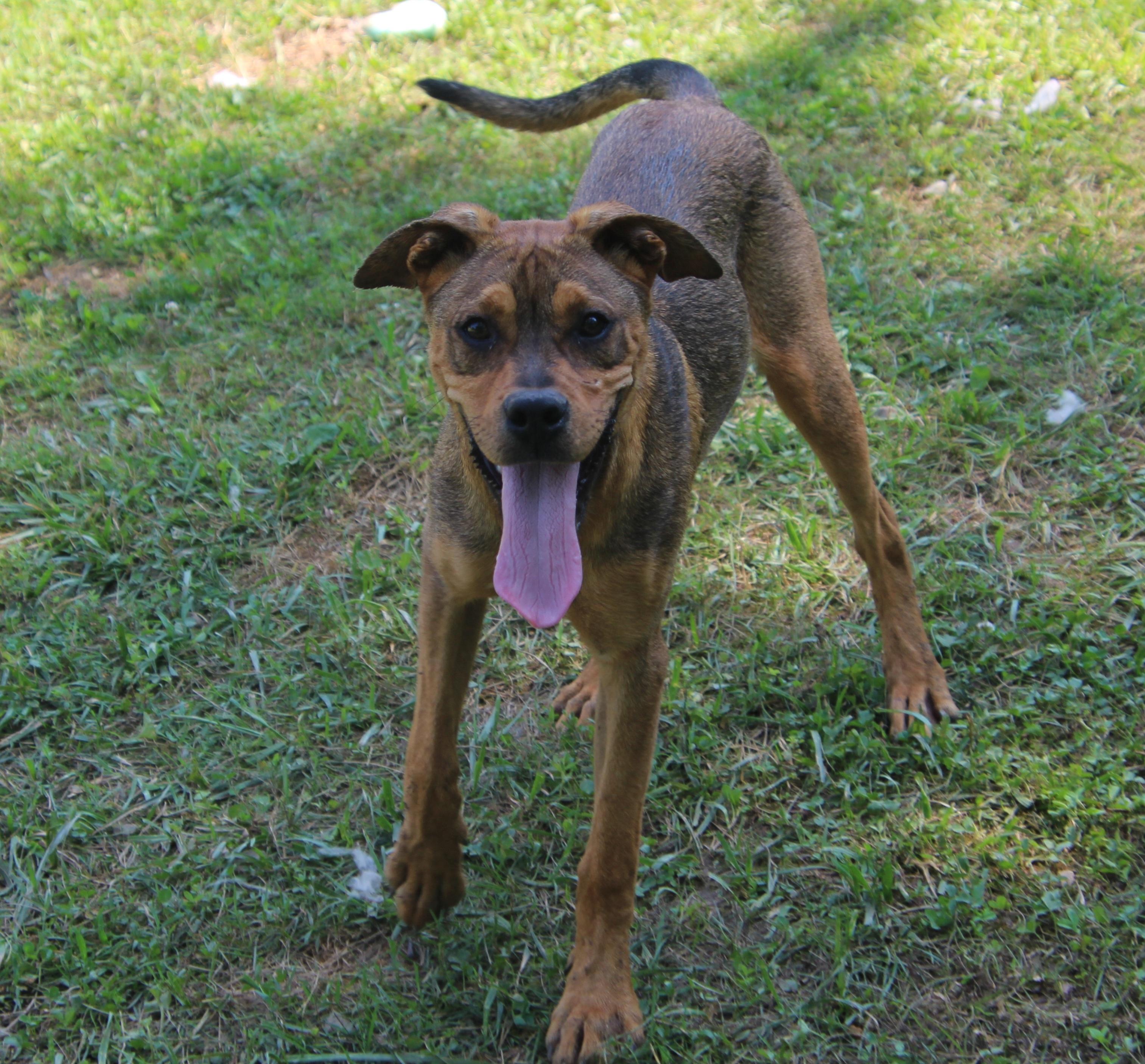 Trax, a Adoptable mixed breed in Wheelersburg, OH image 5/6