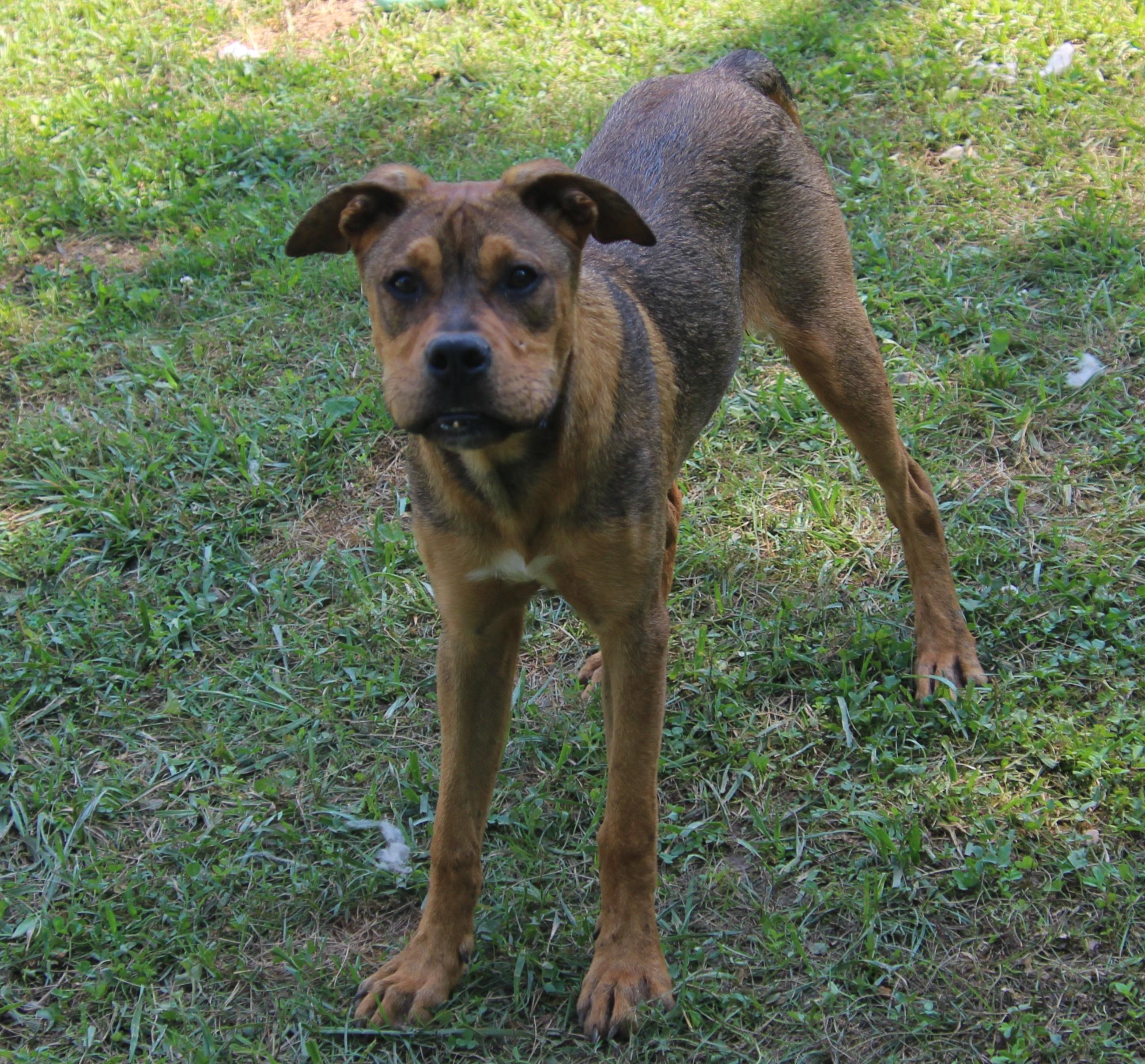 Trax, a Adoptable mixed breed in Wheelersburg, OH image 4/6