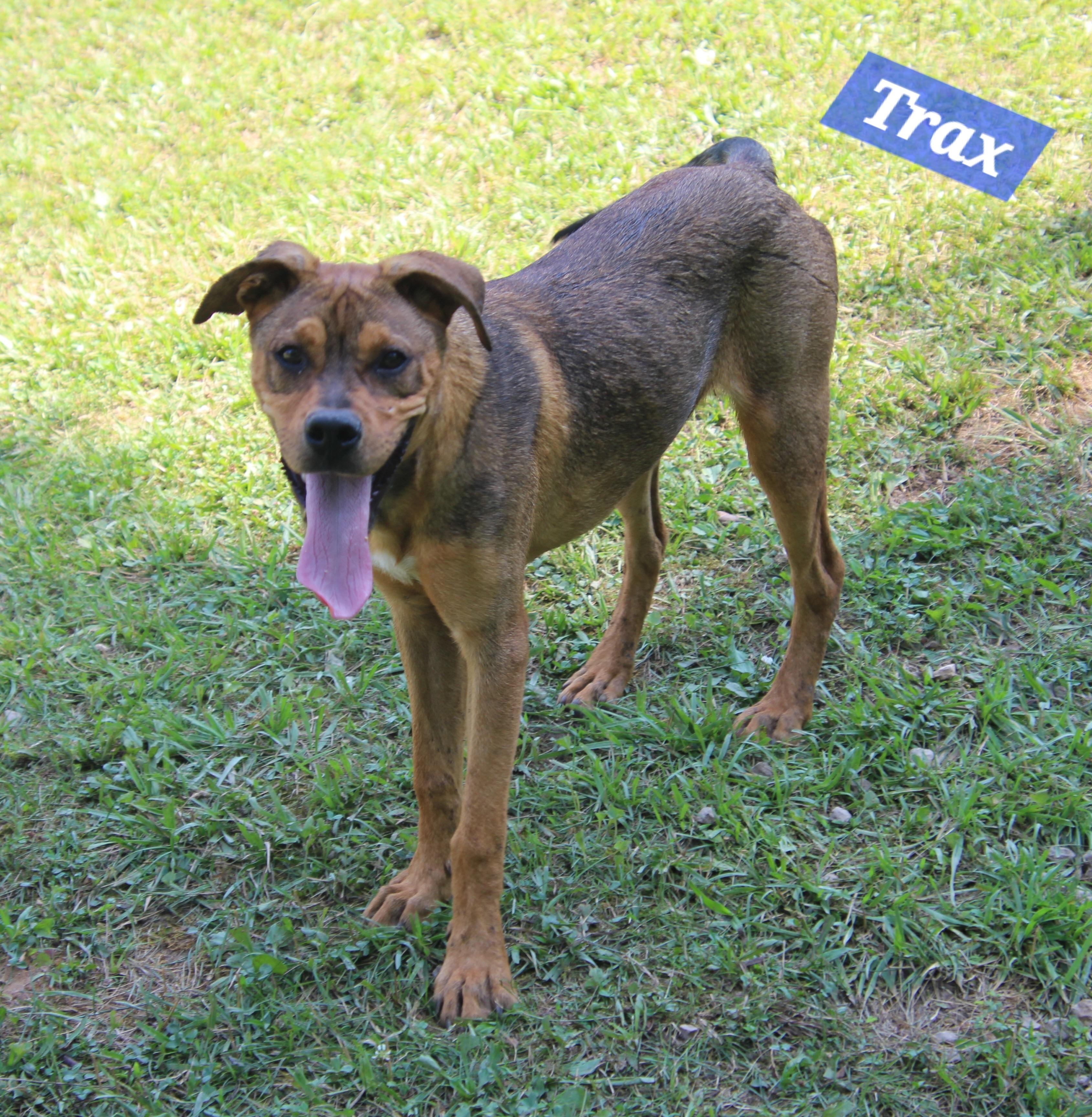 Trax, a Adoptable mixed breed in Wheelersburg, OH image 2/6