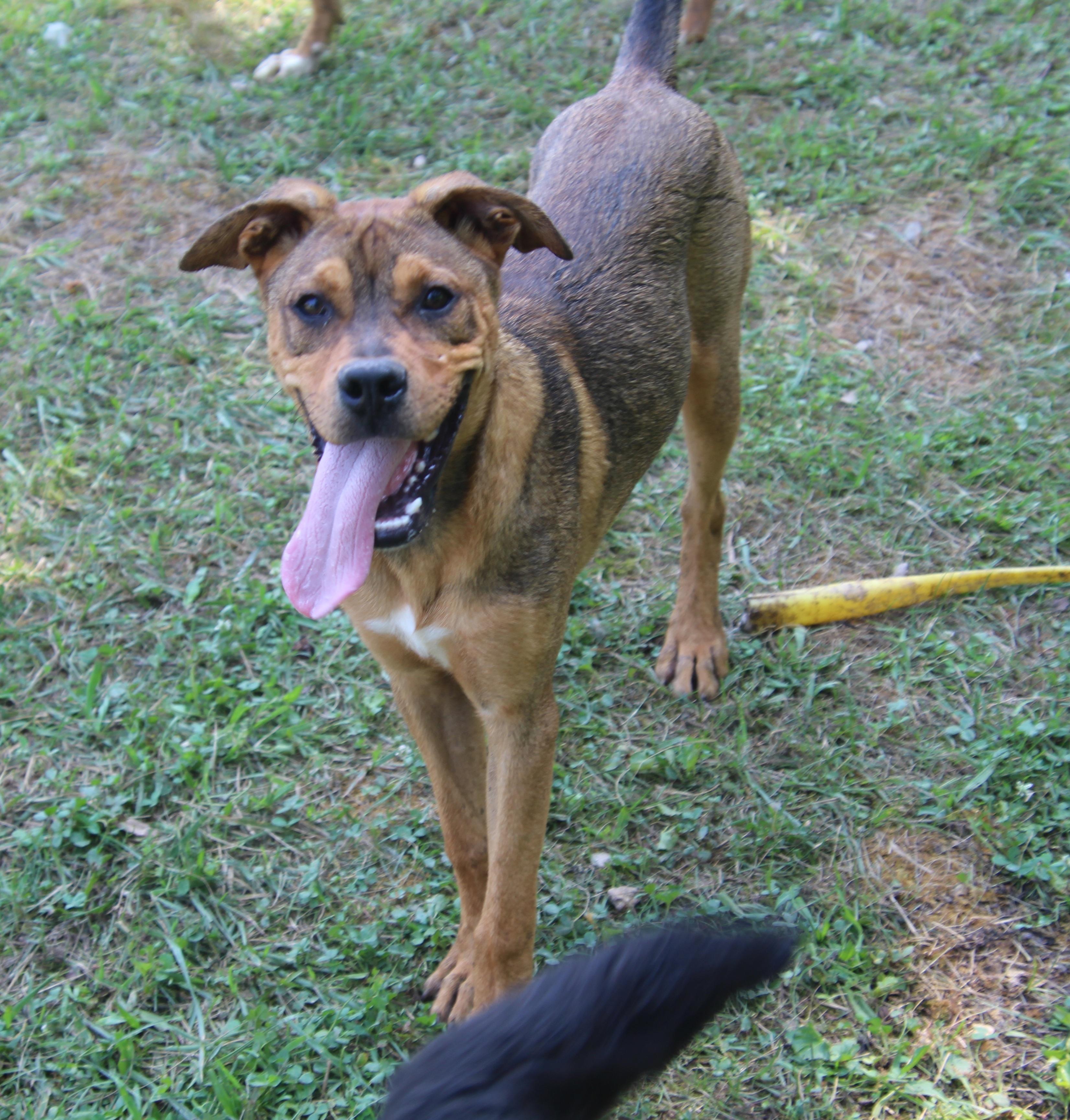 Trax, a Adoptable mixed breed in Wheelersburg, OH image 3/6