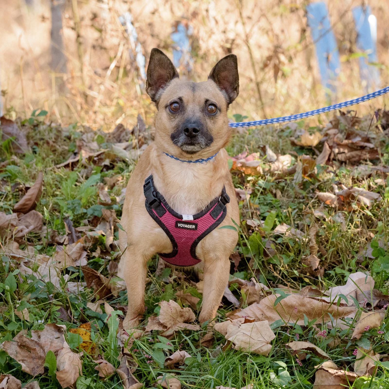 Truffles thumbnail 2