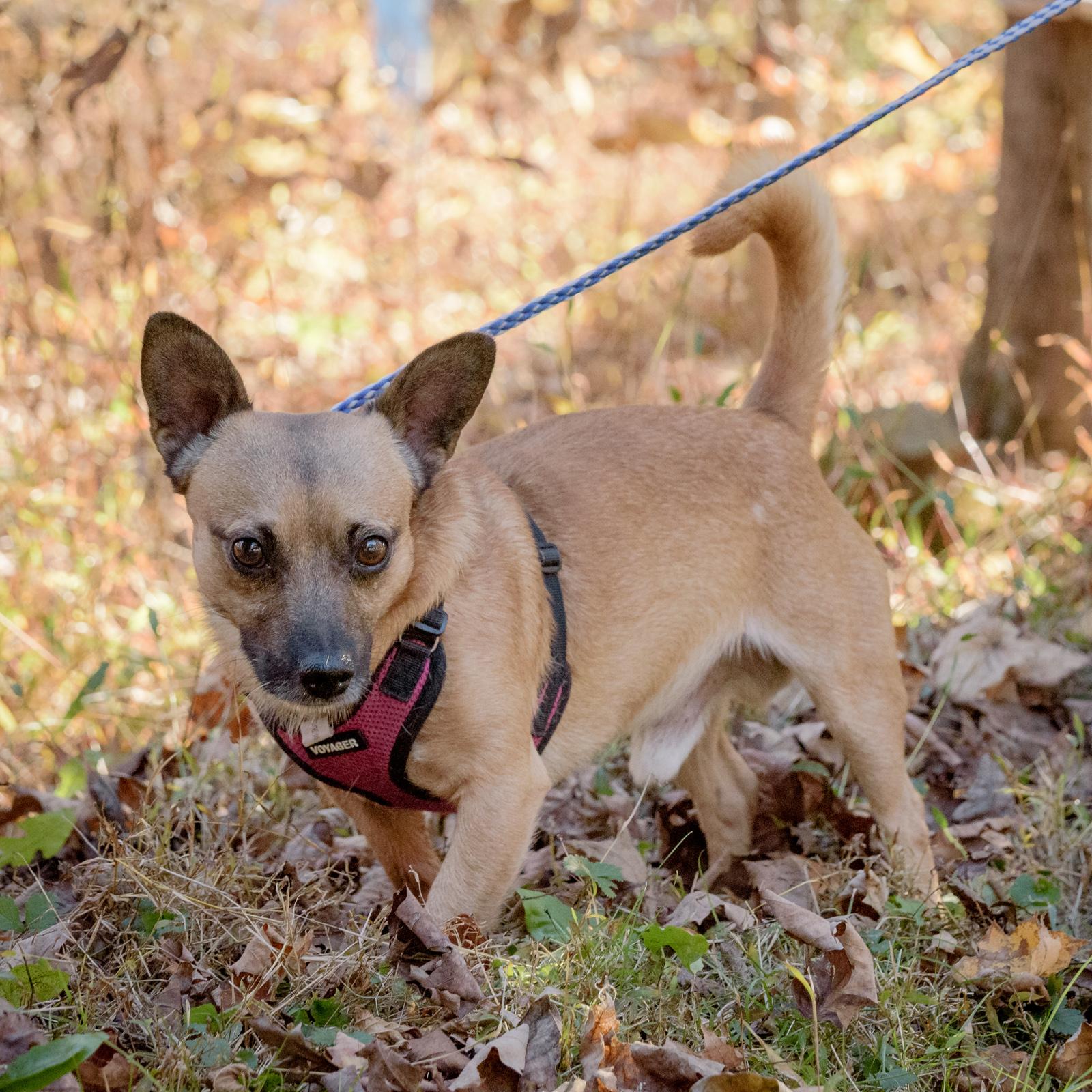 Truffles thumbnail 3