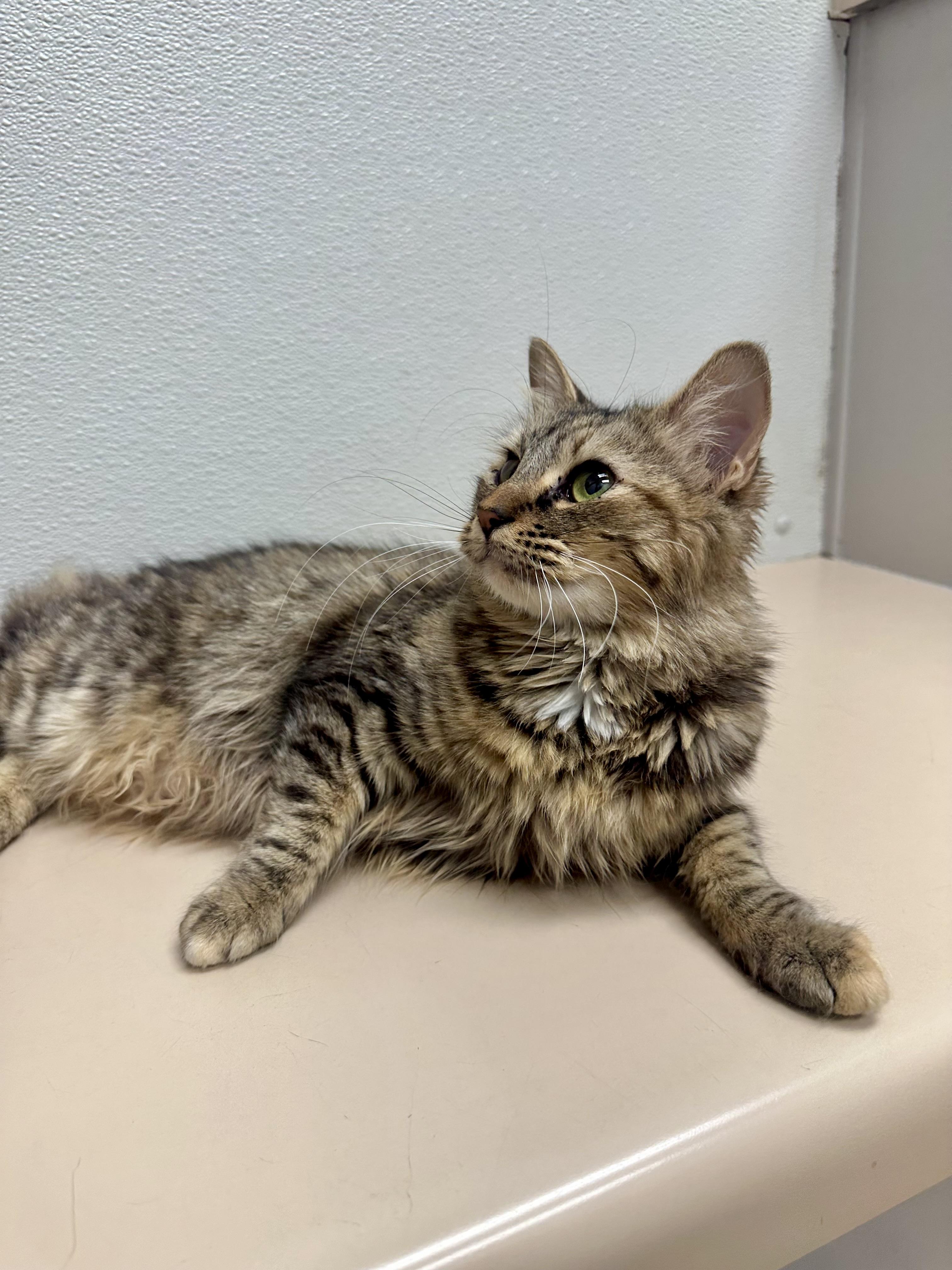 Moana (social / confident / affectionate), an adoption pending mixed breed in San Jose, CA image 2/4