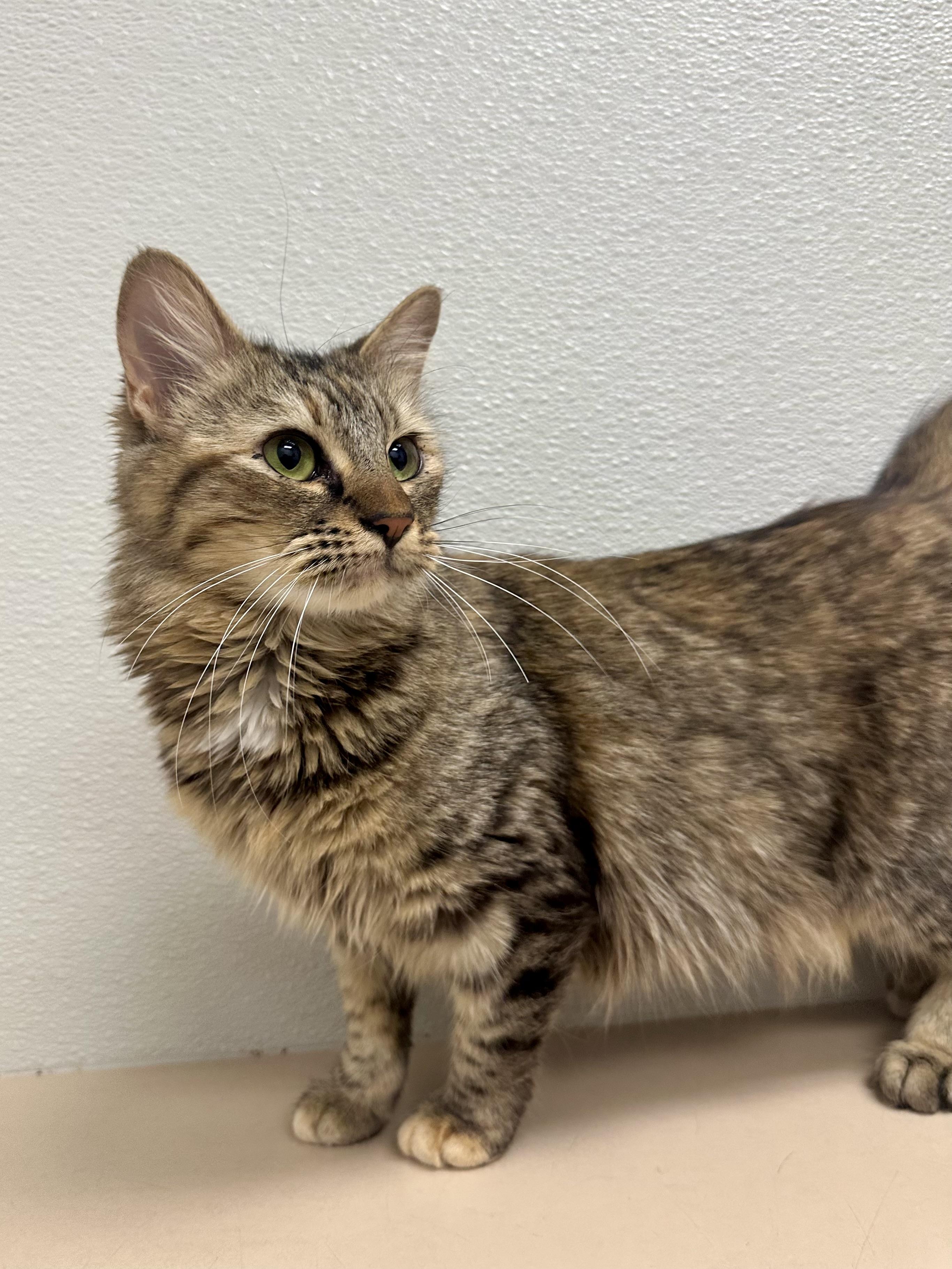 Moana (social / confident / affectionate), an adoption pending mixed breed in San Jose, CA image 3/4