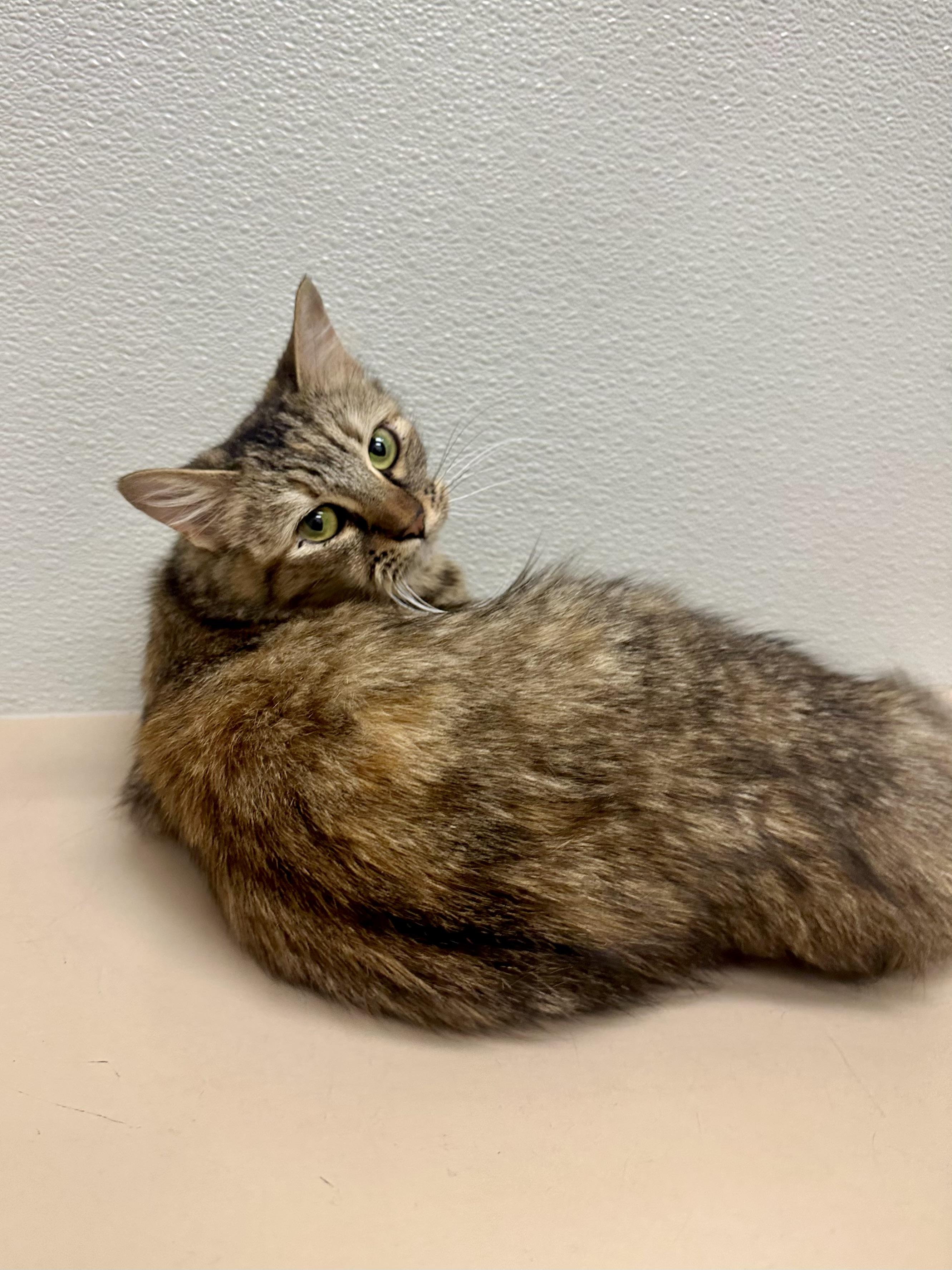 Moana (social / confident / affectionate), an adoption pending mixed breed in San Jose, CA image 4/4