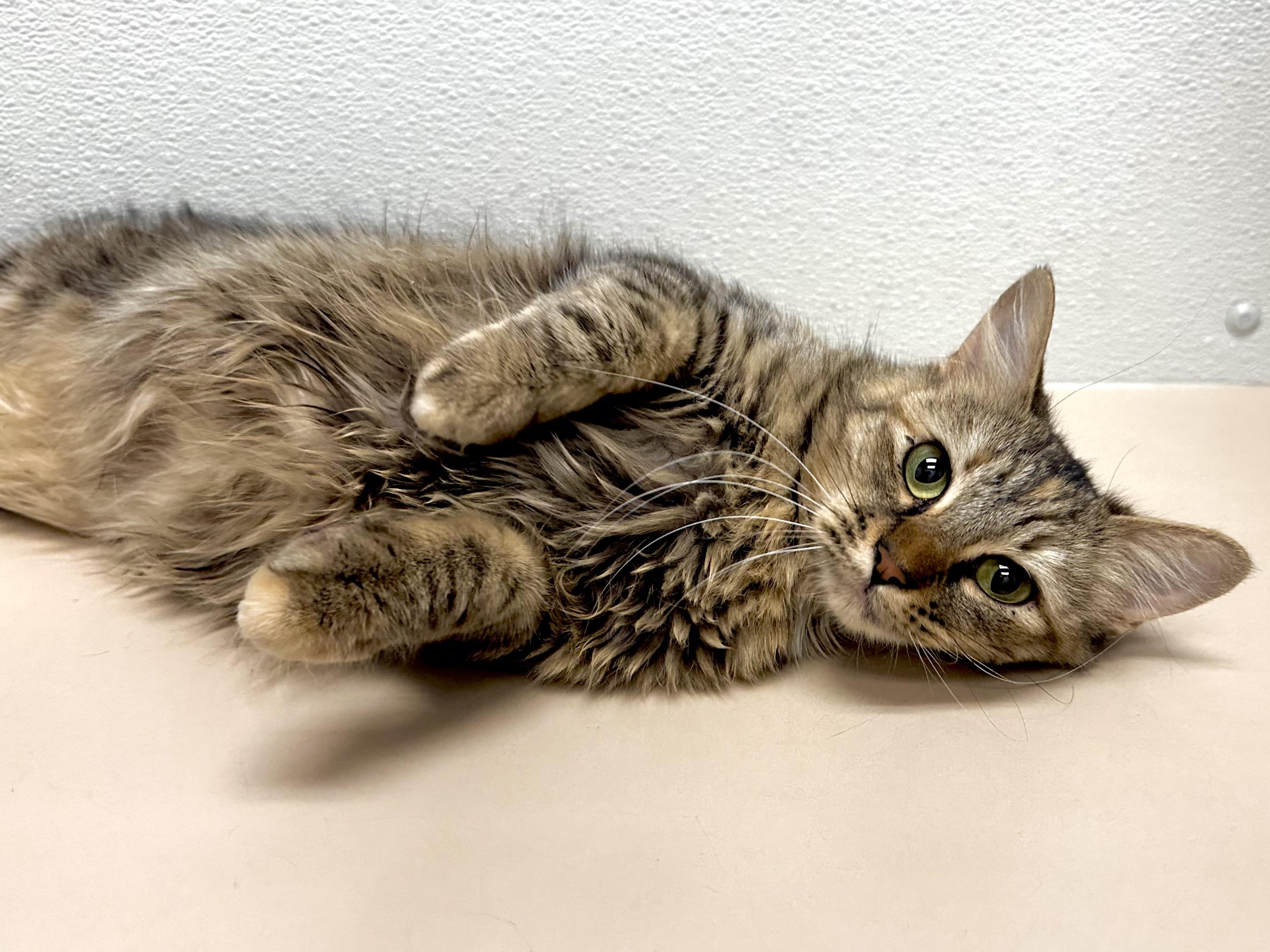 Moana (social / confident / affectionate), Adoptable, Young Female Tabby & Domestic Medium Hair.