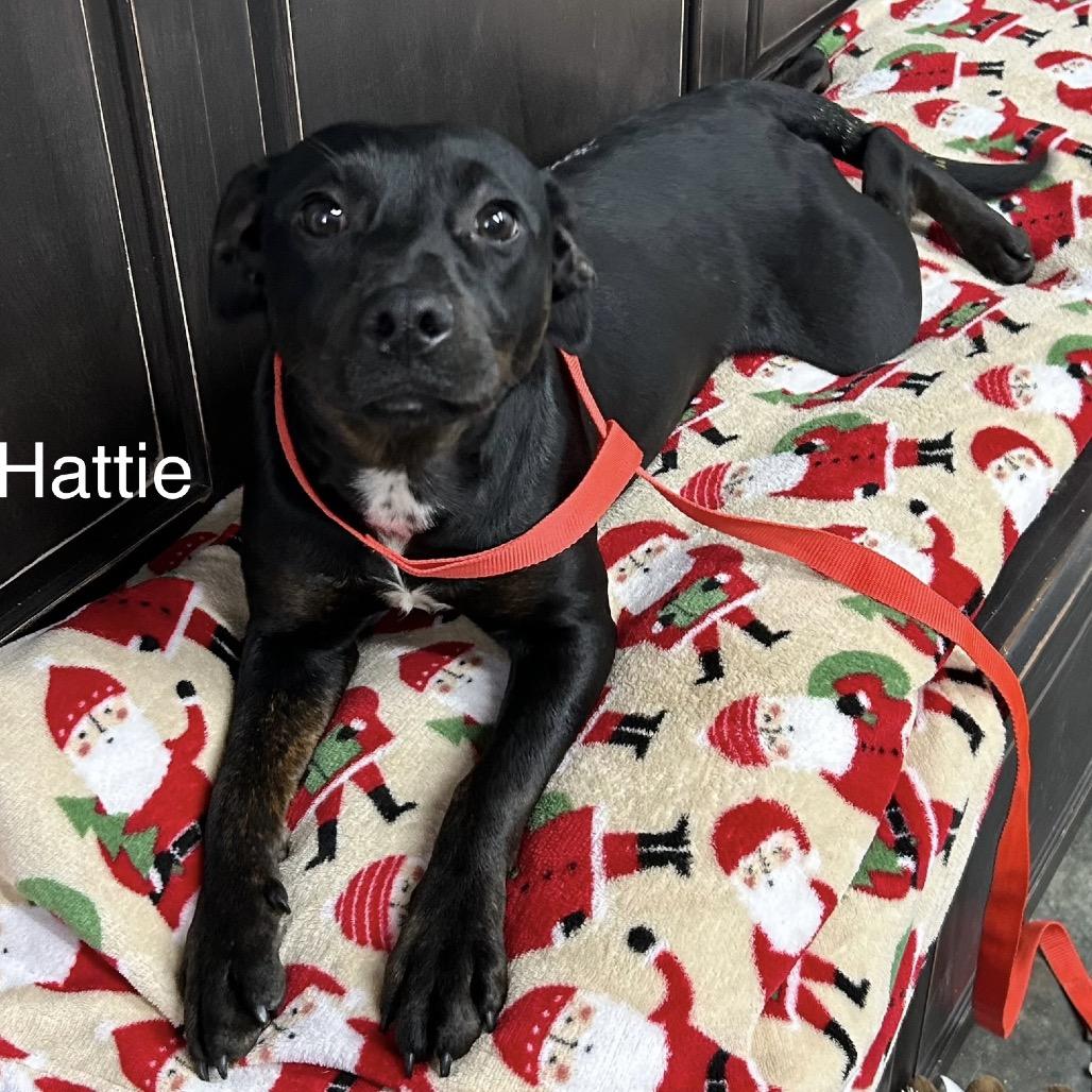 Hattie, Adoptable, Young Female Black Labrador Retriever.