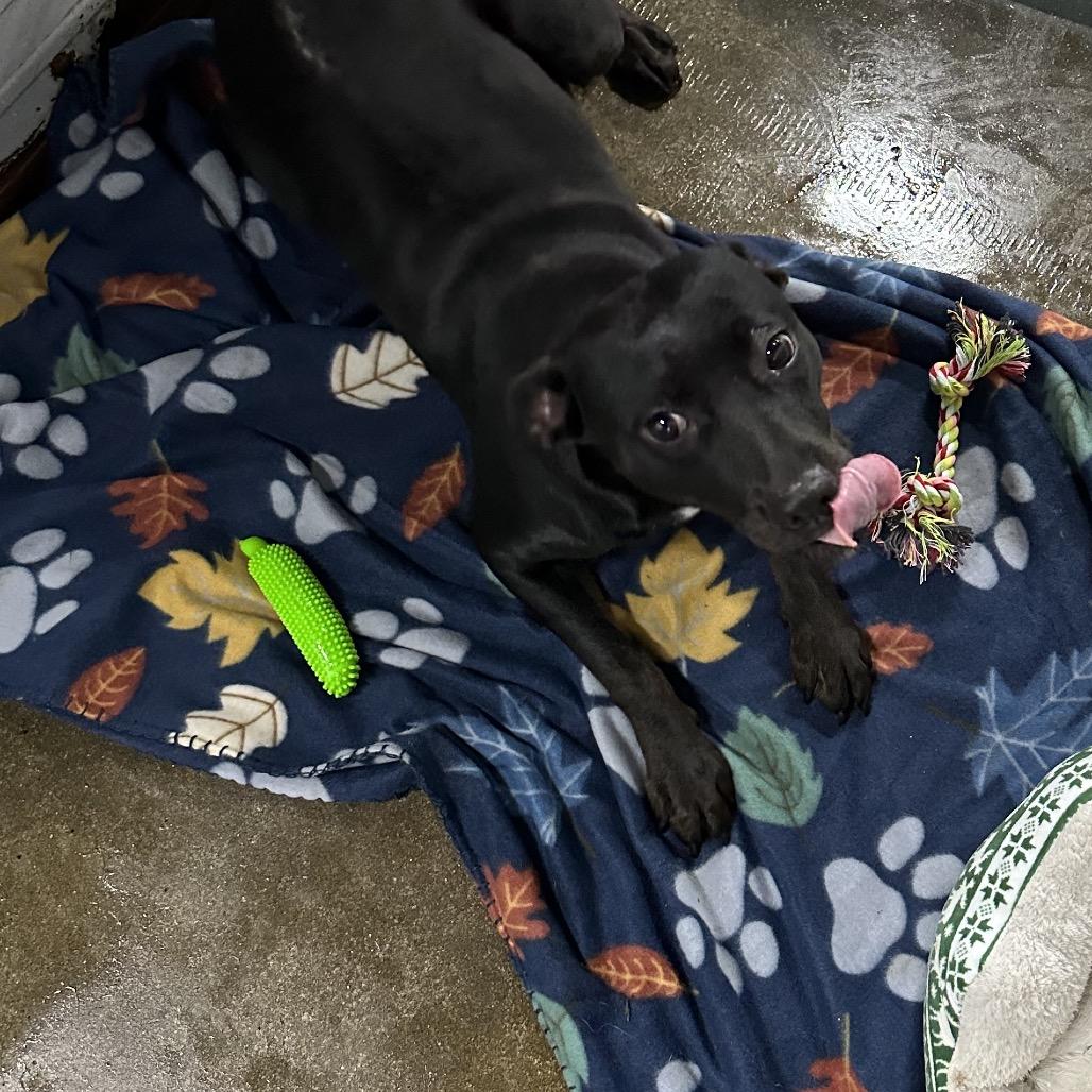 Enlarge Hattie, a Adoptable Black Labrador Retriever in Princeton, KY image 1/1