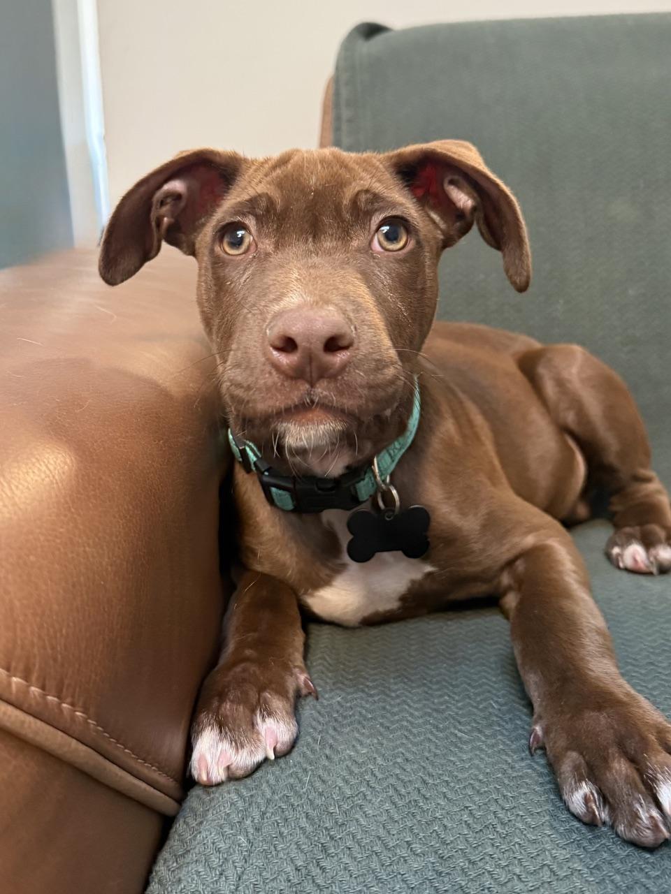 Enlarge Luca, a Adoptable Mixed Breed in Albuquerque, NM image 2/4